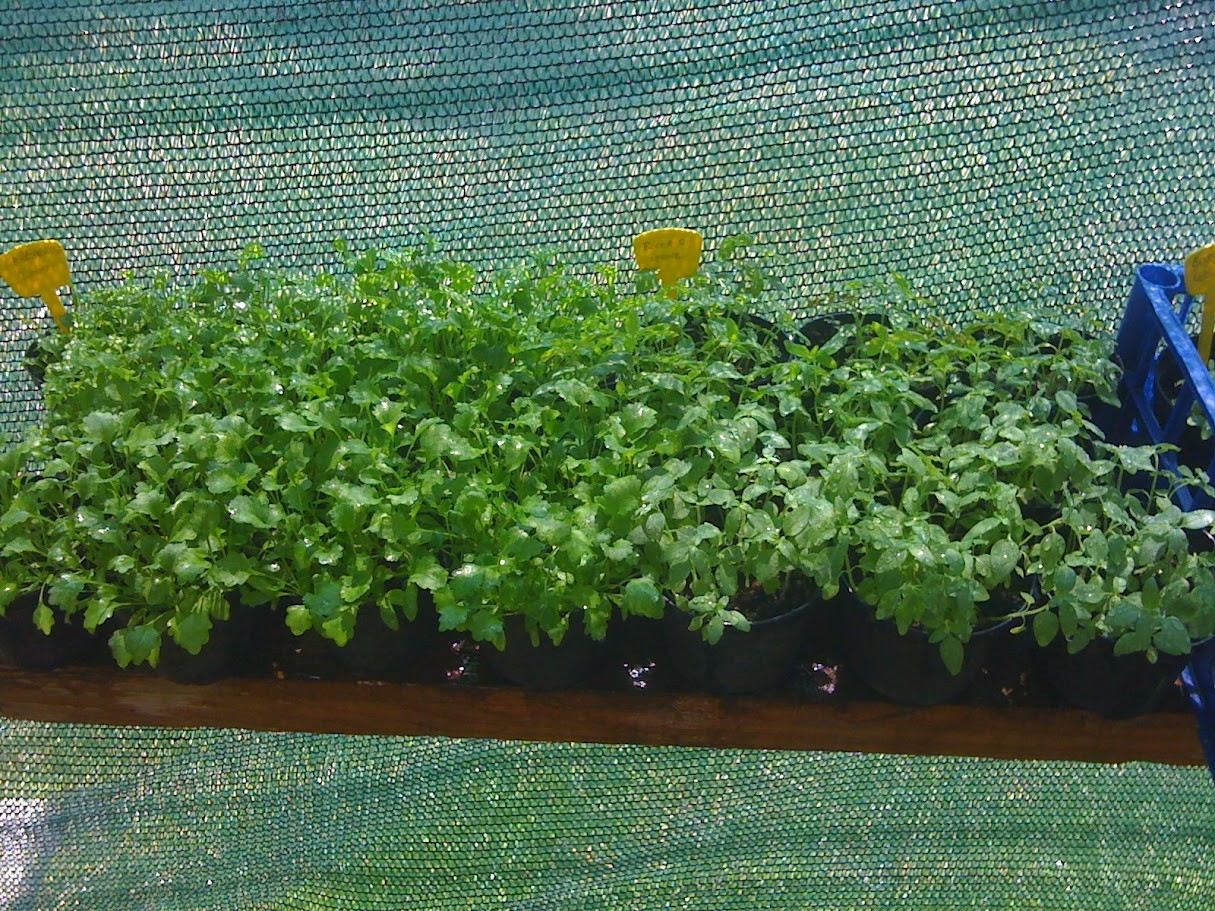 piante nate da seme isu scaffale in giardino di carlo celanetti