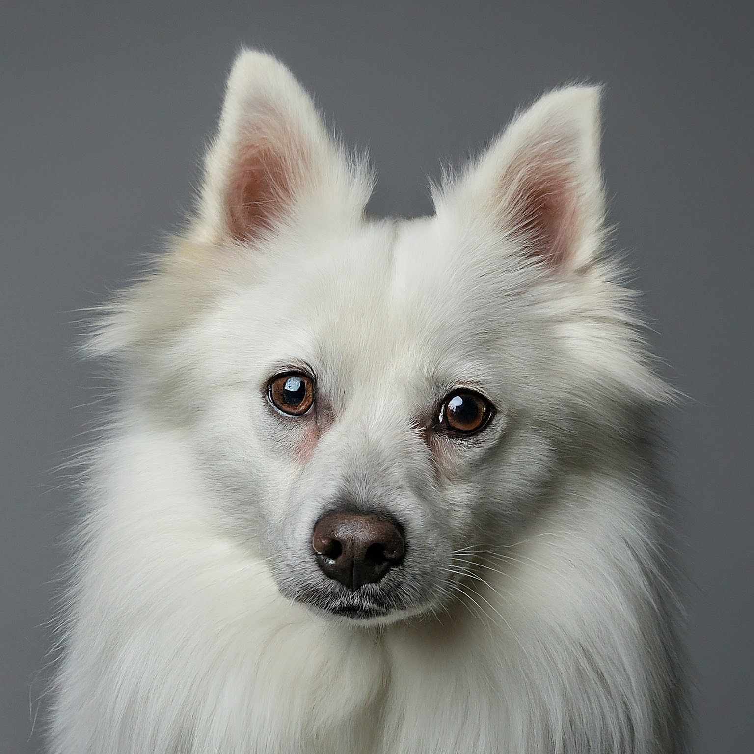 BUDDYUNO, Japanese Spitz