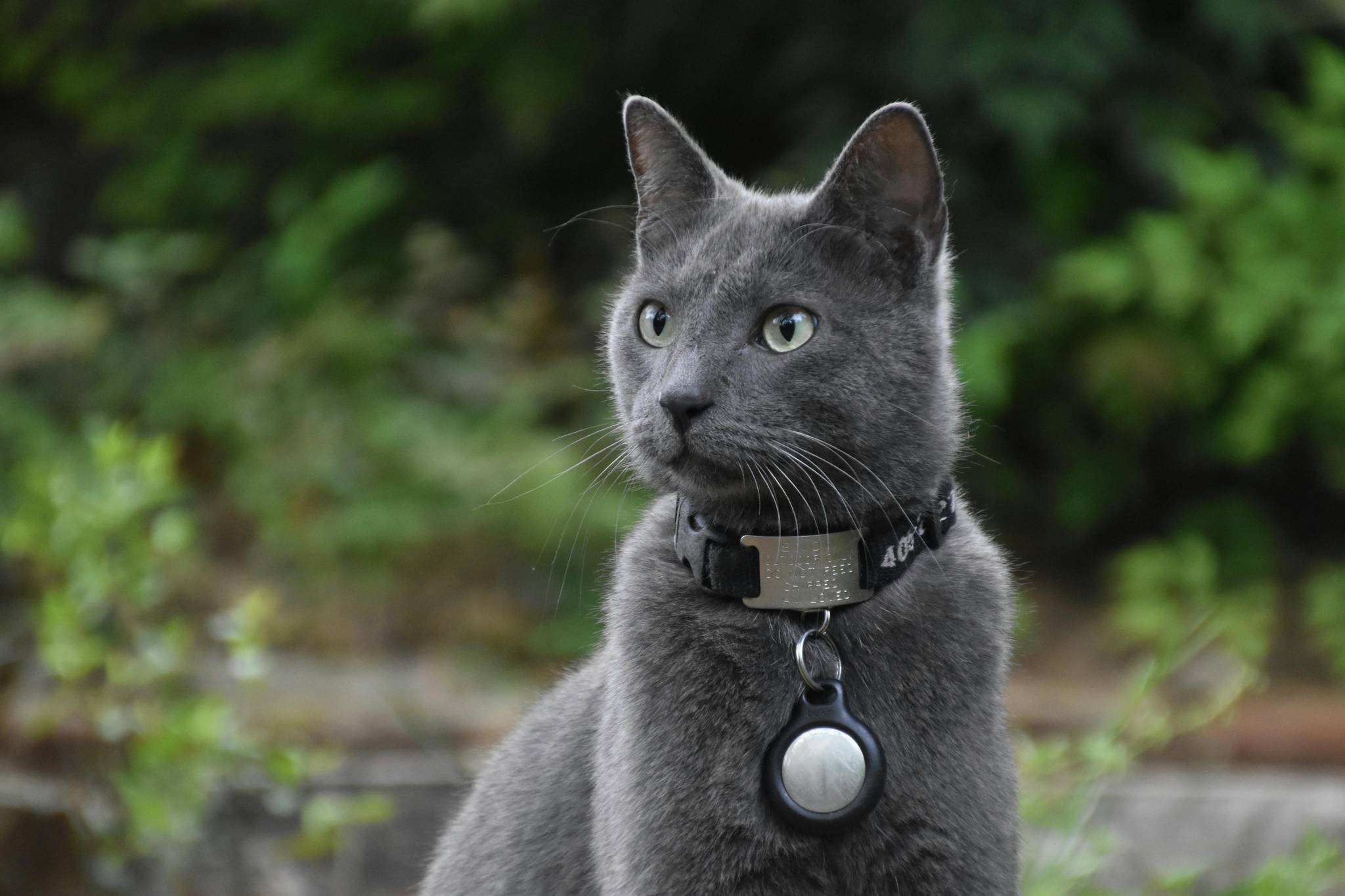 Russian Blue Grooming Guide