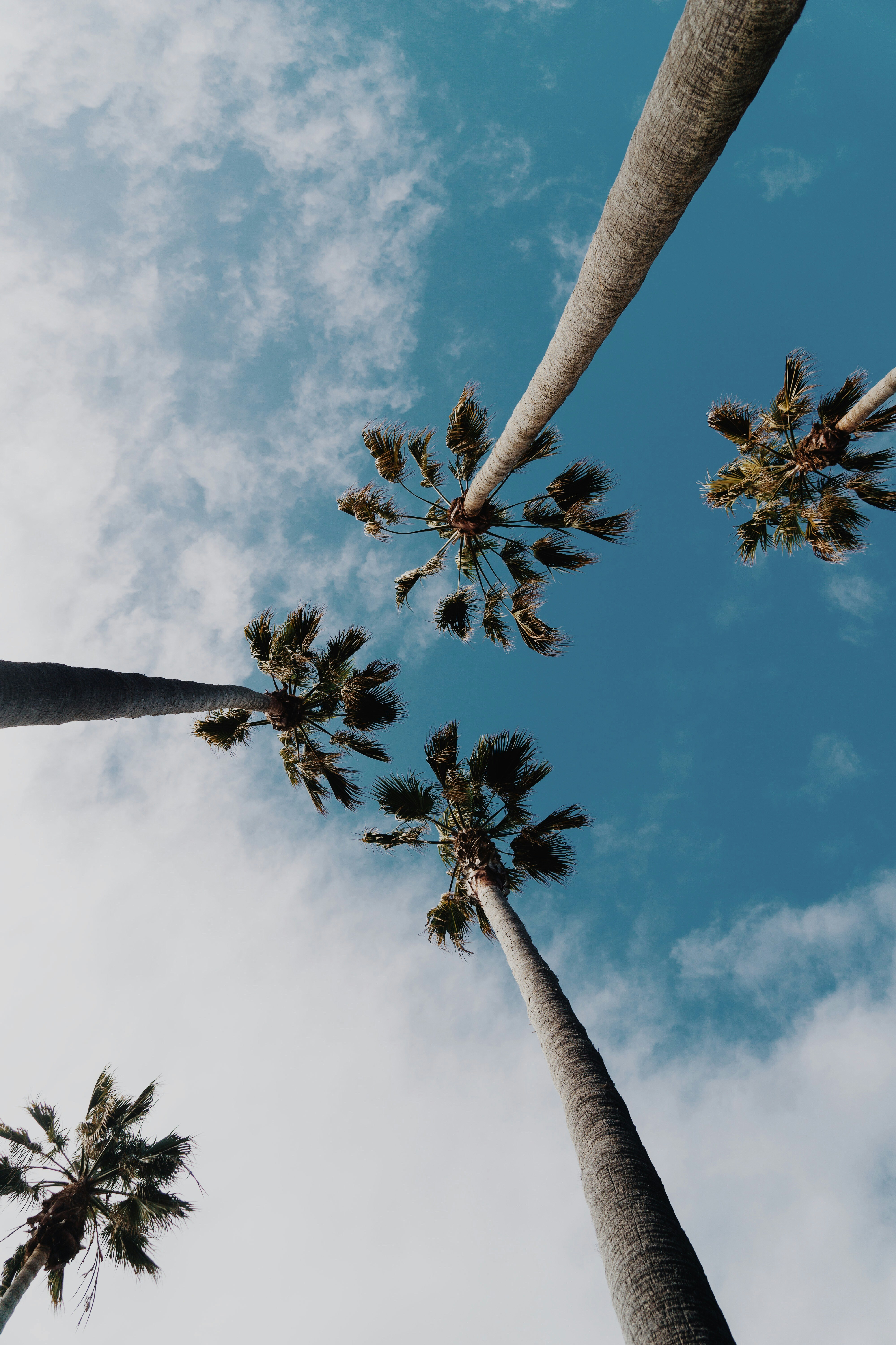 Palm trees in the wind