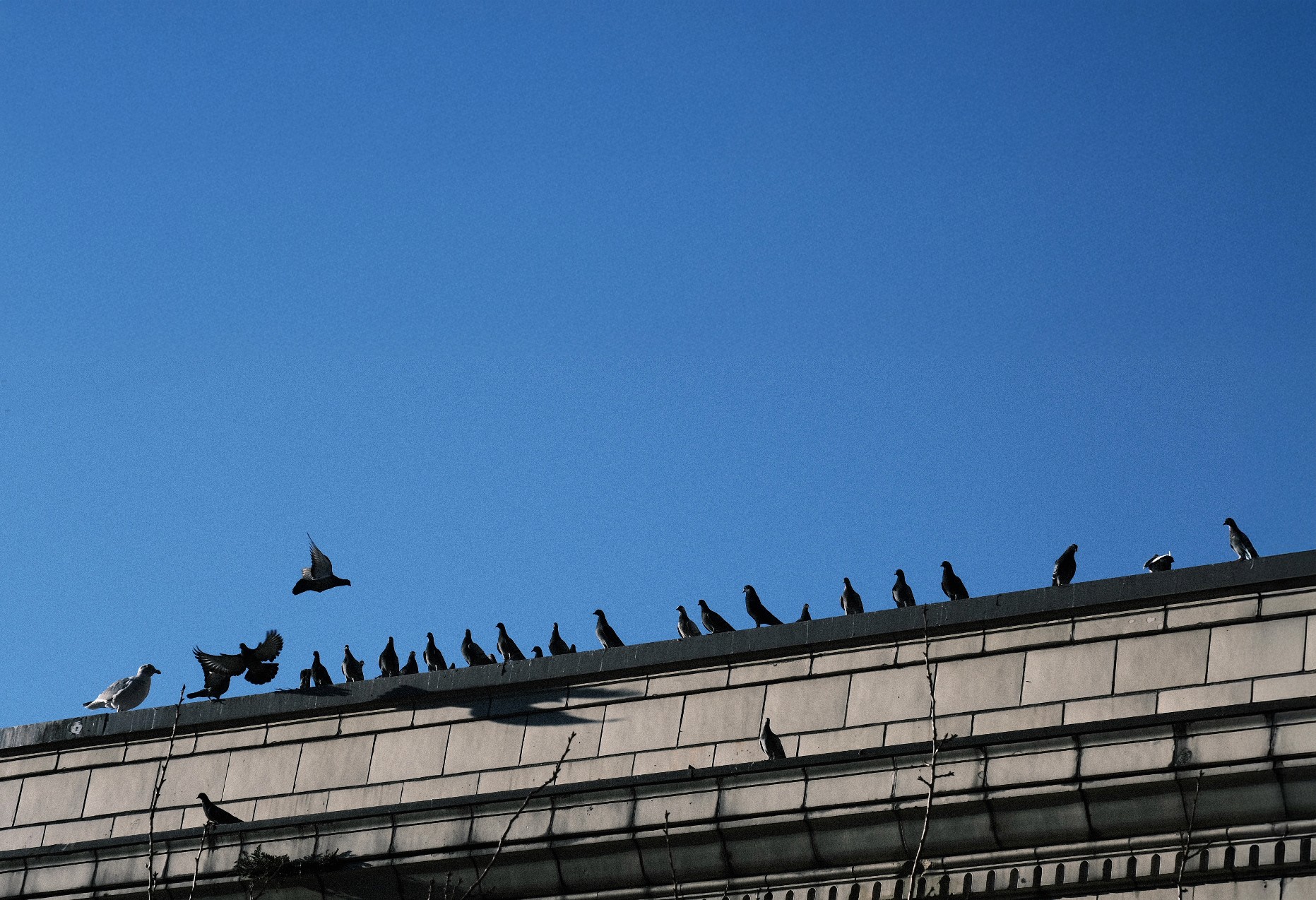 Paul's dog in his living room