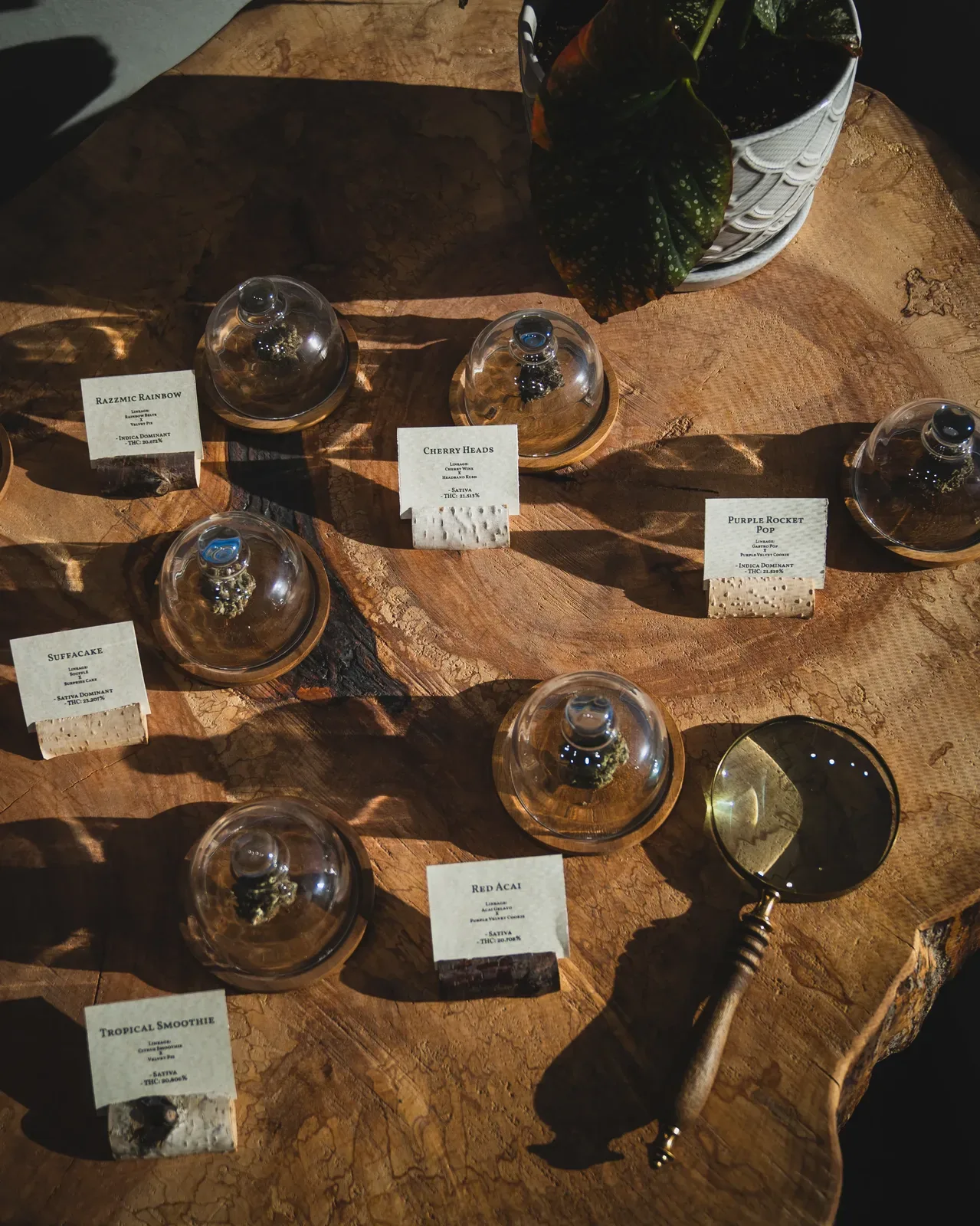 Sunkissed Farm cannabis varietal selection displayed under glass domes with tasting cards including Tropical Smoothie, Cherry Heads, Red Acai, and Suffacake on a live-edge wood table