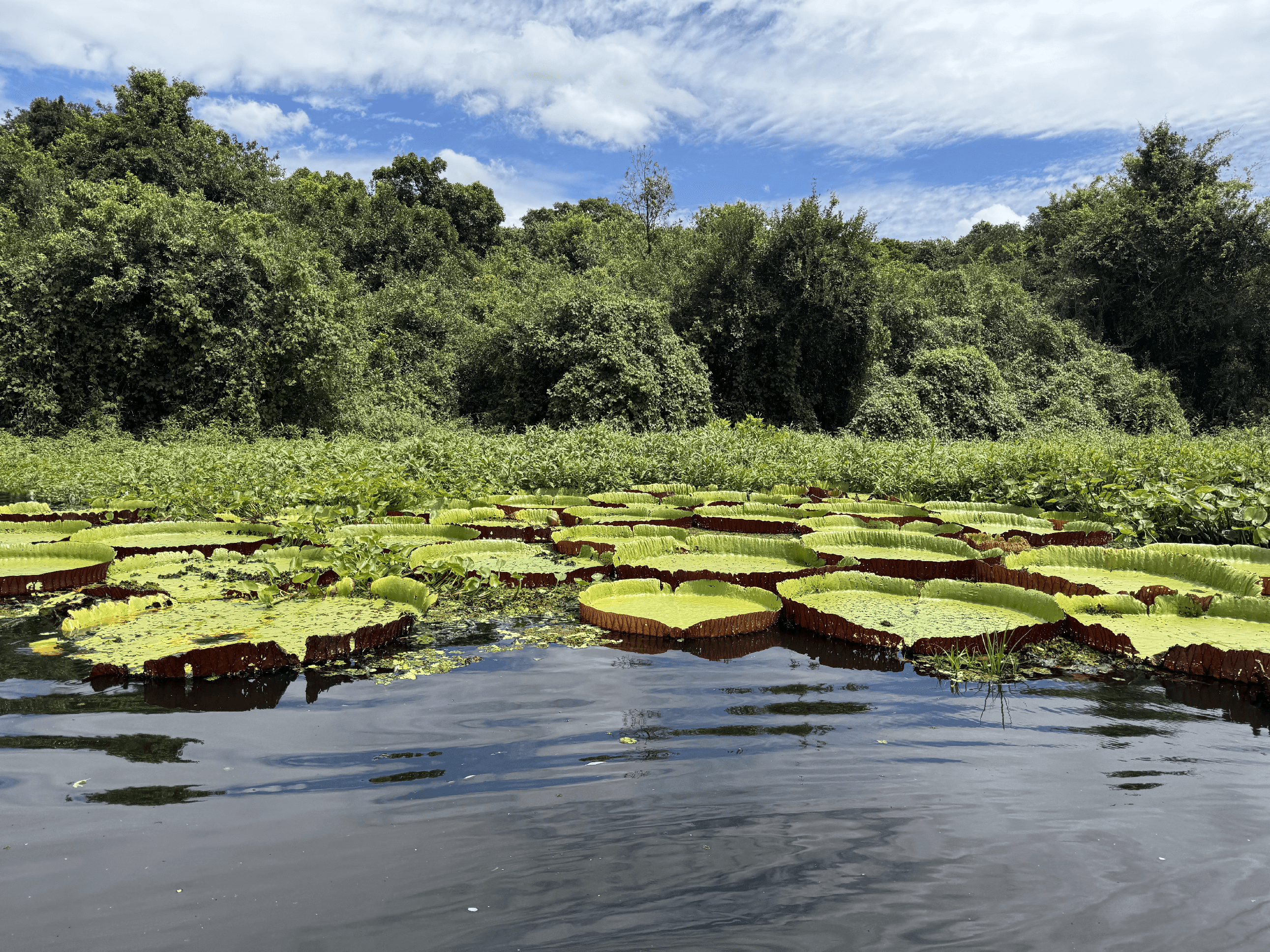 Giant Victoria Regia water lilies floating on the Rio Paraguay in the Pantanal under sunlight