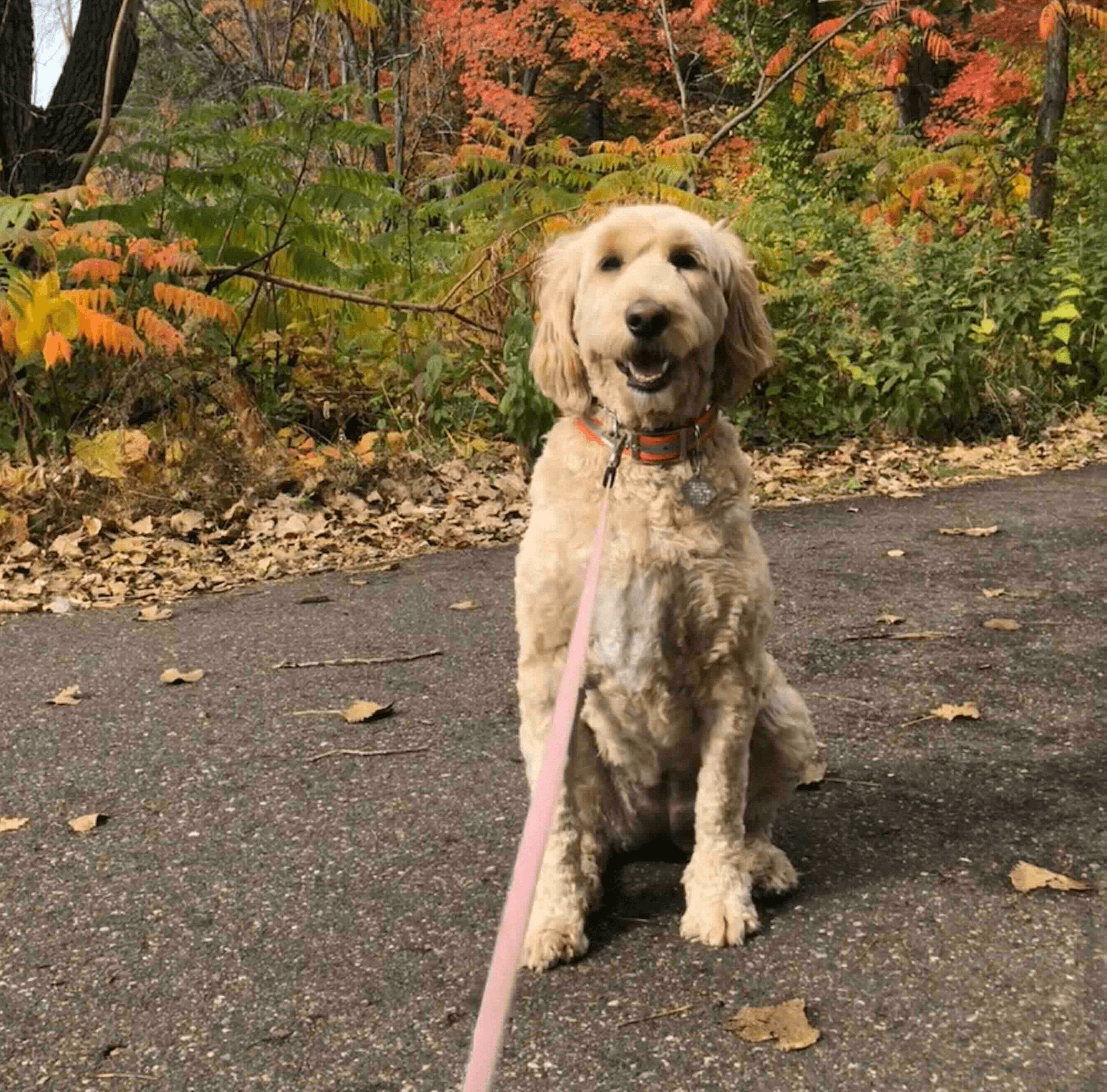 dog walking in vadnais snail lakes regional park