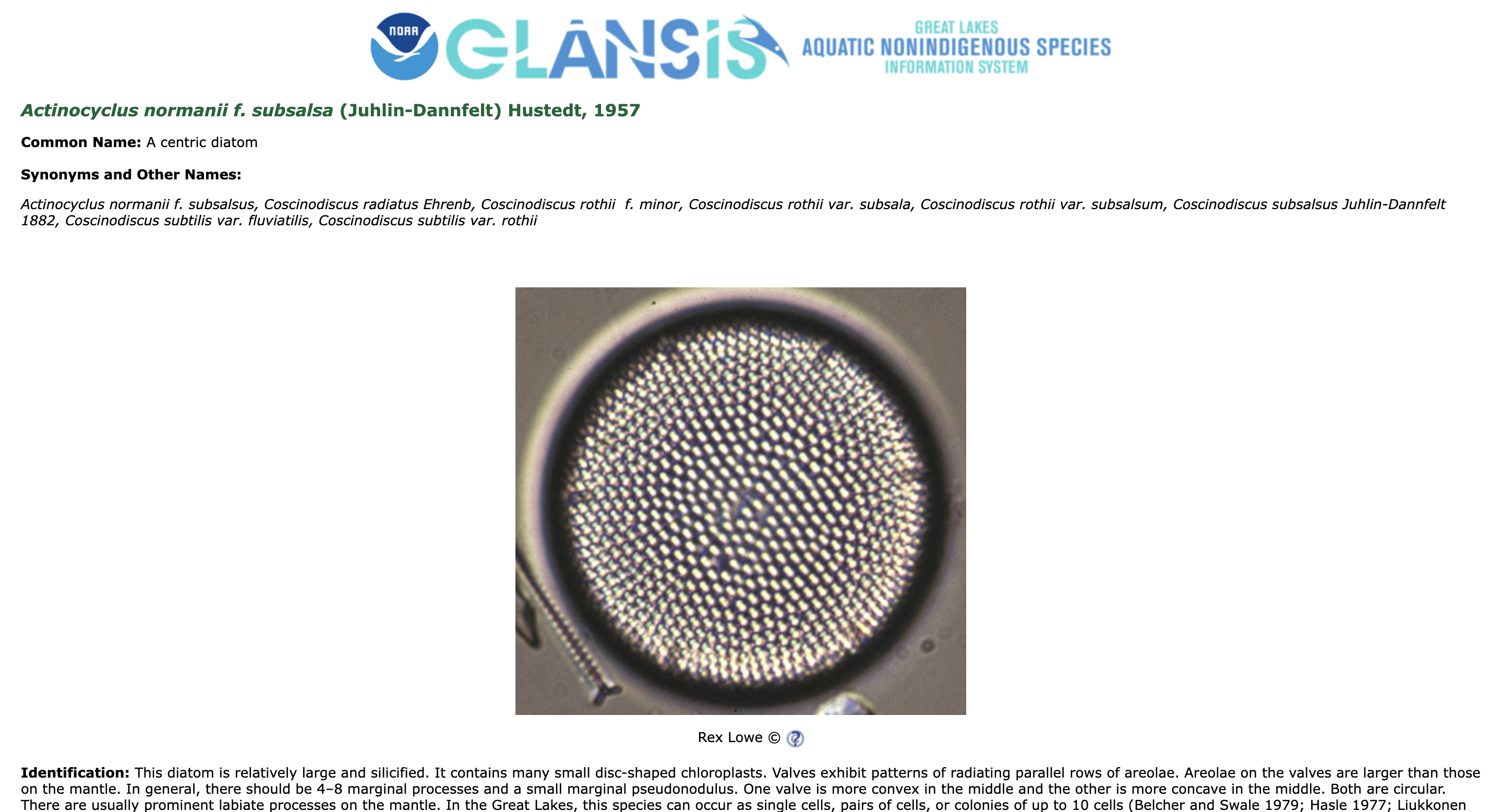 An image of a current species profile page on the GLANSIS website