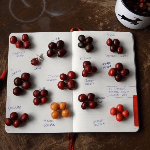 https://perfectdailygrind.com/2017/08/geisha-vs-bourbon-a-crash-course-in-coffee-varieties/