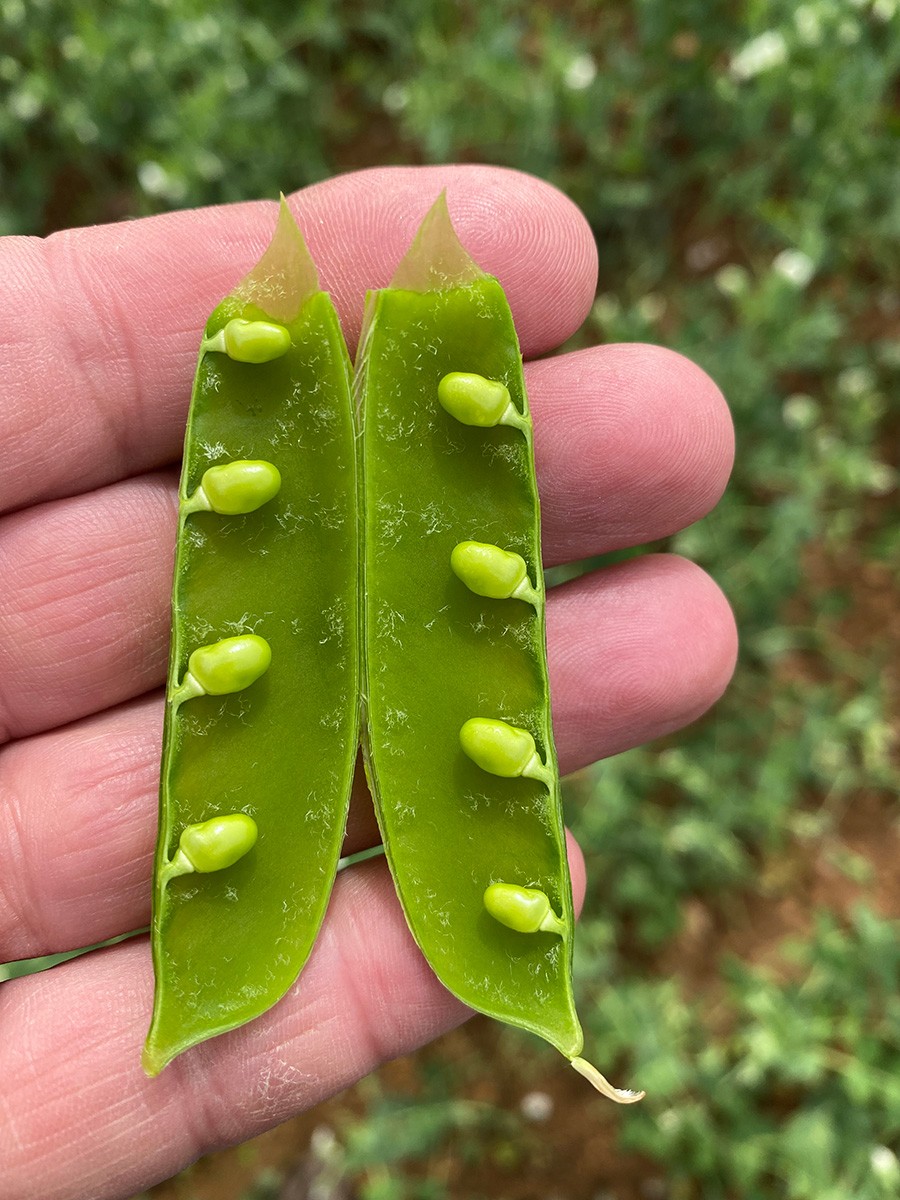 An open pea pod held in a hand, revealing rows of small, bright green peas still in their early stages of development.