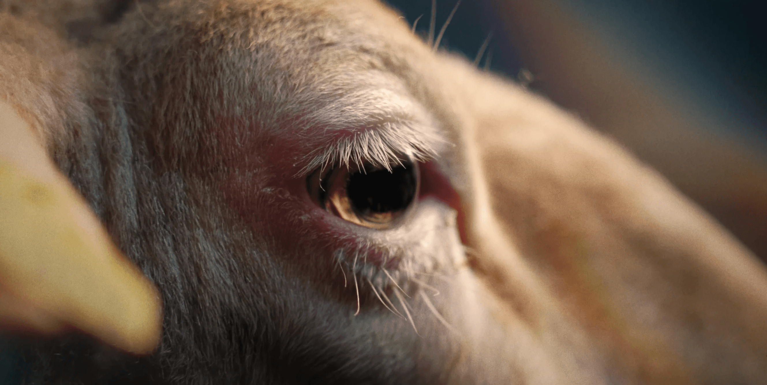 Eye of a lamb