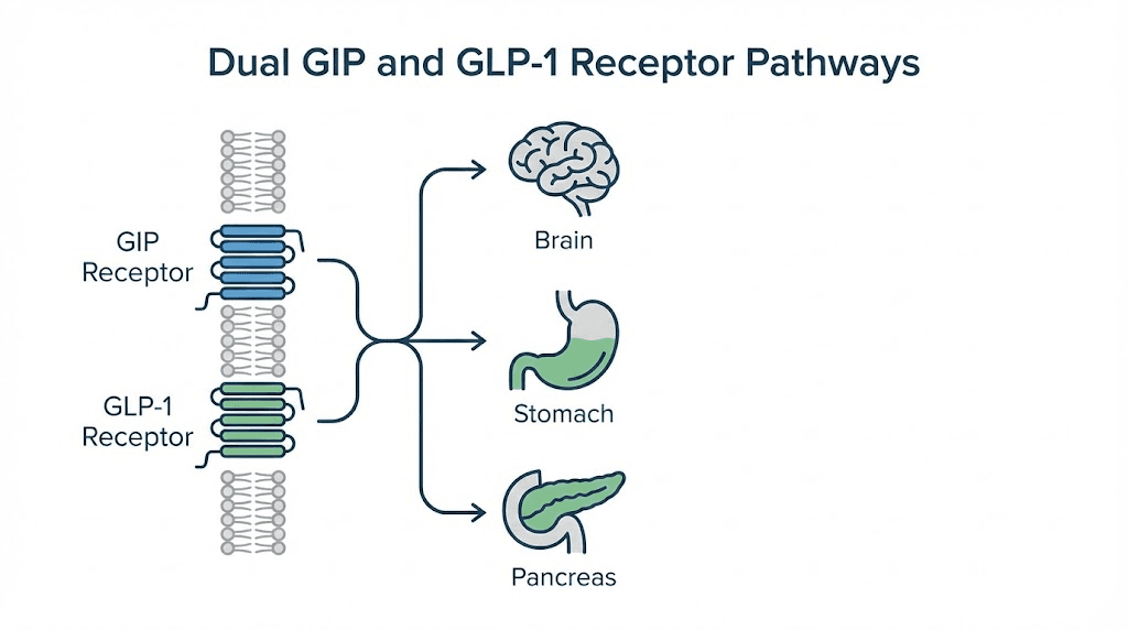 Tirzepatide dual GIP GLP-1 receptor mechanism of action diagram