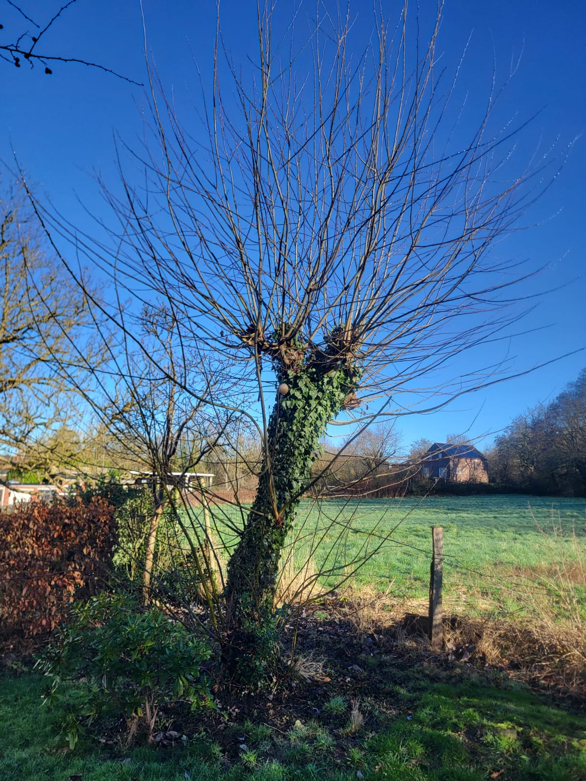 arbre non-élagué