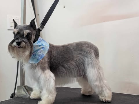 Small Dogs Grooming Gallery Of Photos - Wags To Riches Dog Grooming