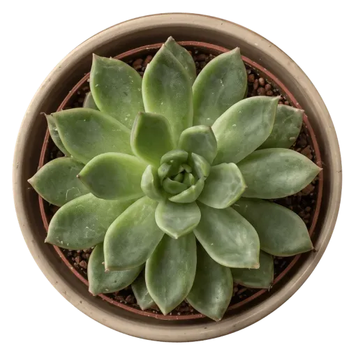 A top-down view of a vibrant green Echeveria succulent plant sitting in a small, round terracotta clay pot, showing its symmetrical rosette leaf pattern.