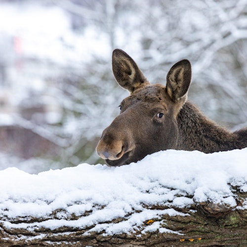 Skansen: Szabadtéri Múzeum és Északi Állatkert jegyek Stockholm