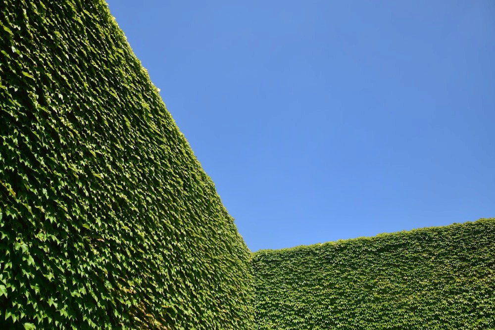 Parcela verde de referencia