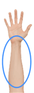 The flexor muscles on the front side of the forearm and wrist