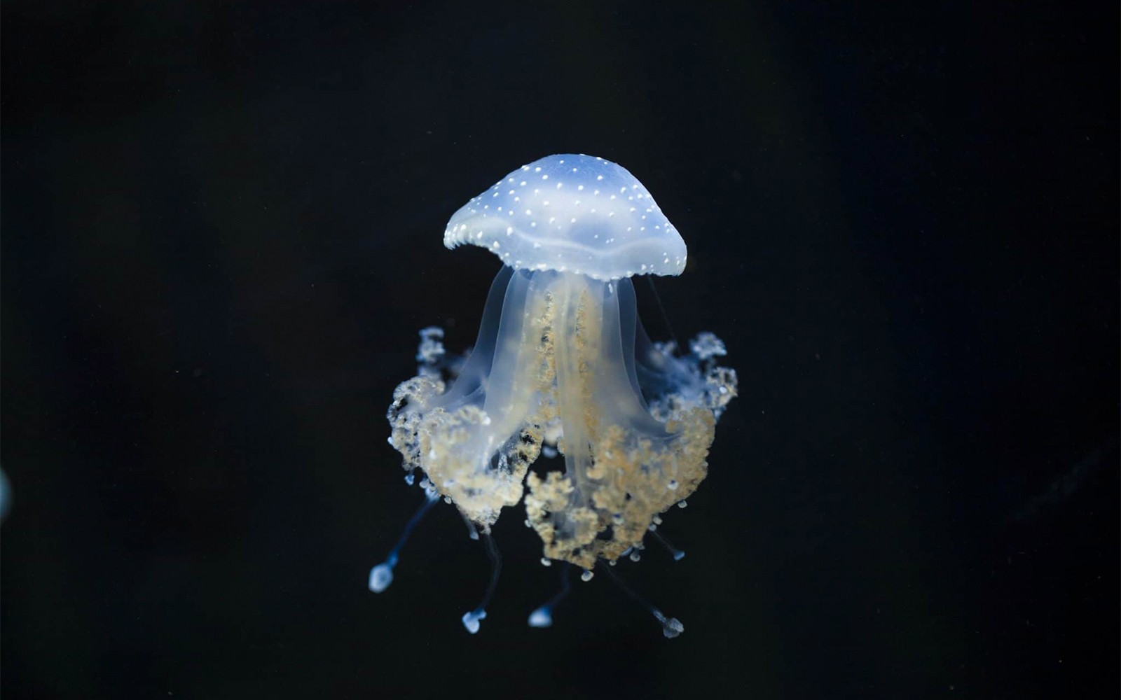 水母星光闪烁在巴黎水族馆的展览中漂浮。