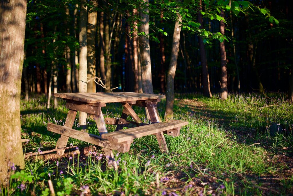  Woodland at Deer Park Campsite, Sussex