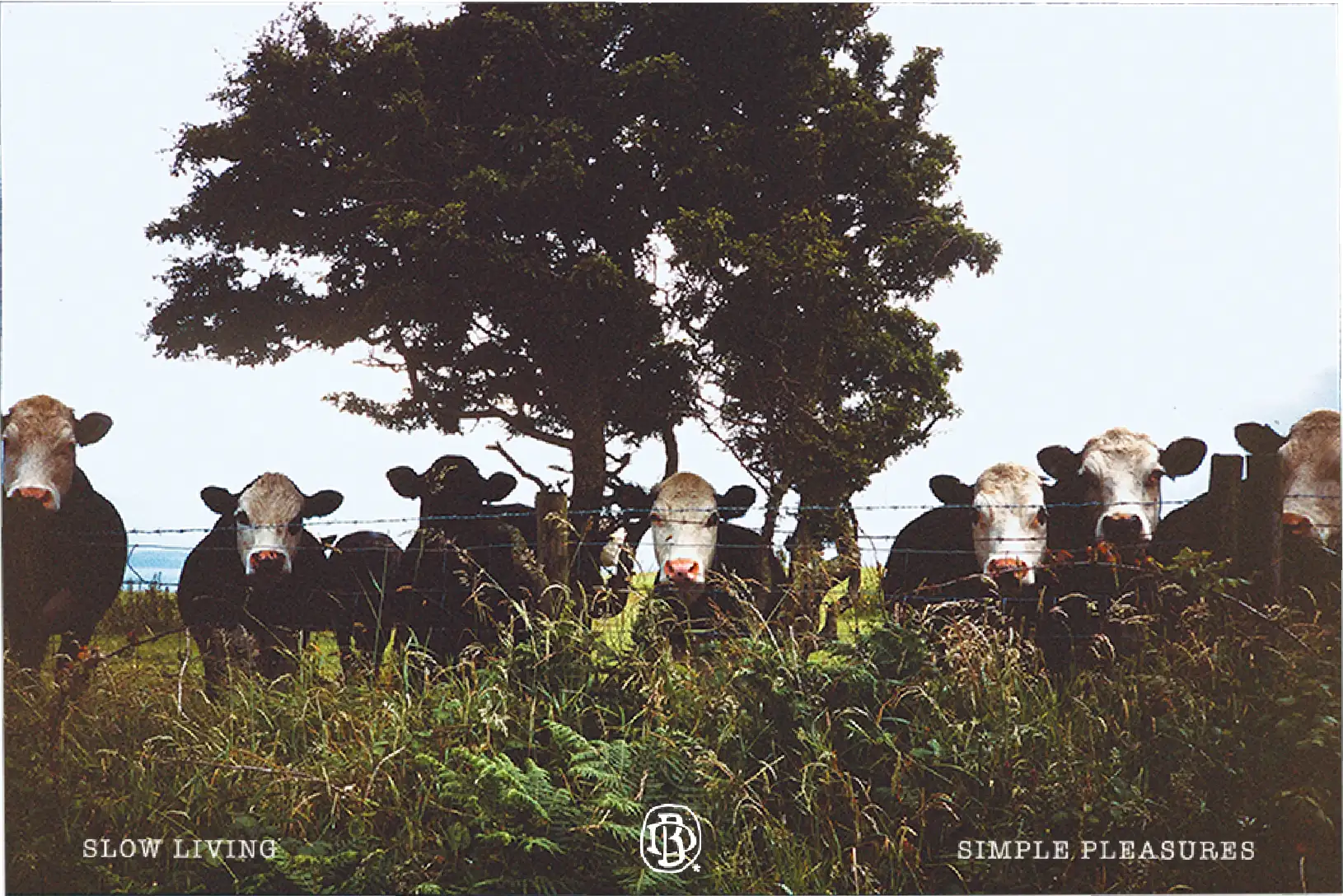 Postcard featuring the Tortuga turtle globe logo over a misty beach scene in Rio de Janeiro with mountains in the background.
