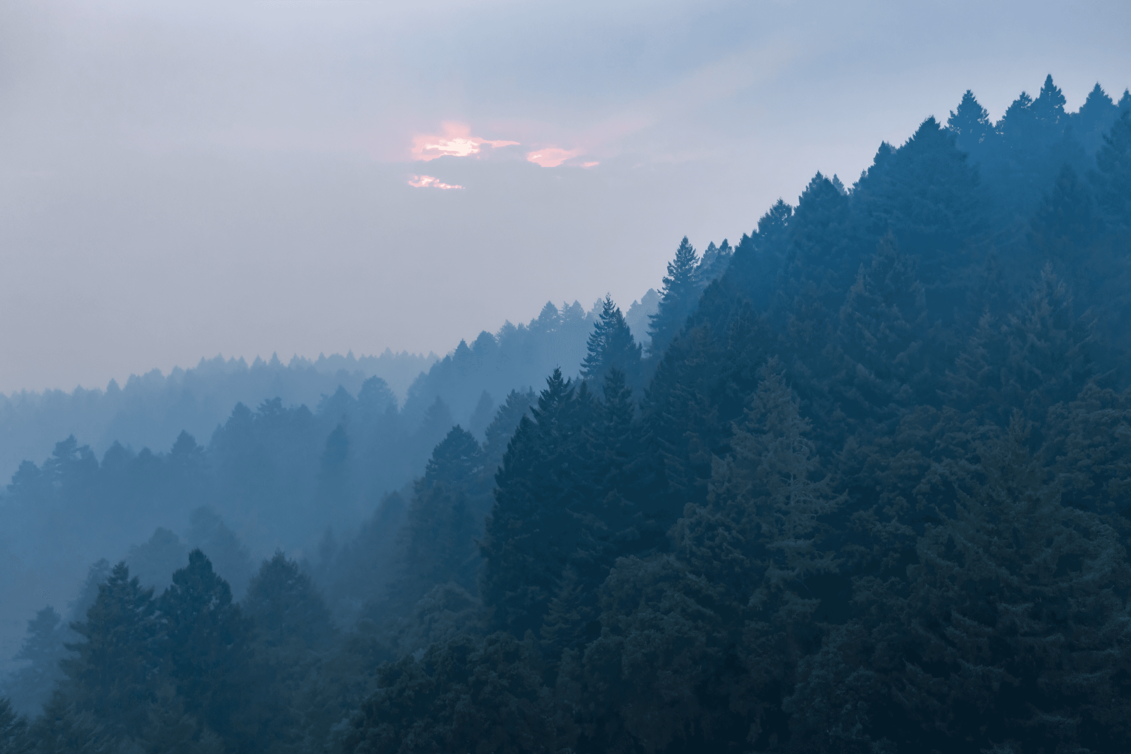 Forested landscape