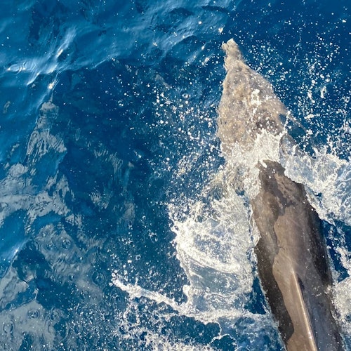 沙泰雅旋轉海豚 馬爾薩阿拉姆