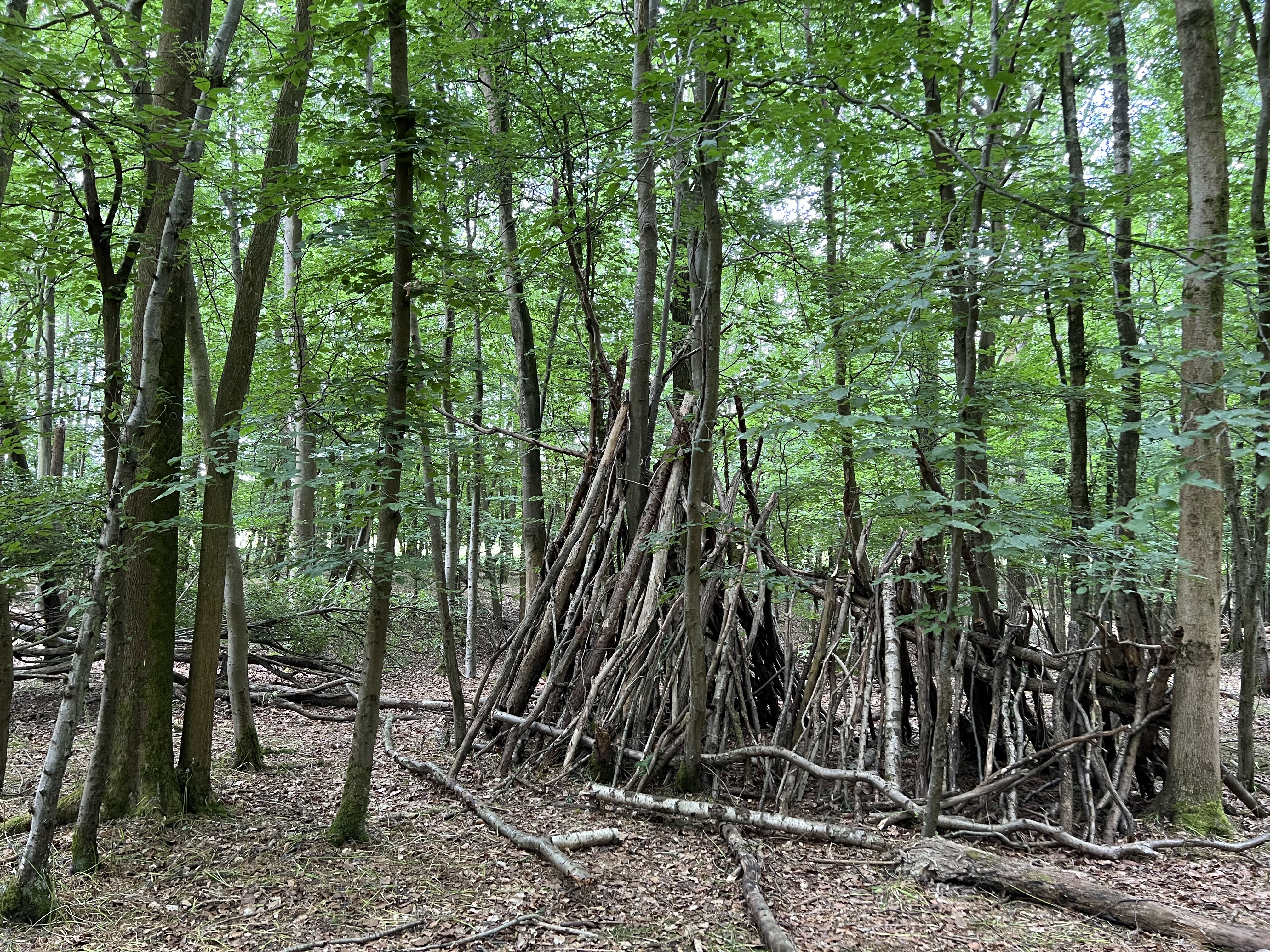  Woodland at Deer Park Campsite, Sussex