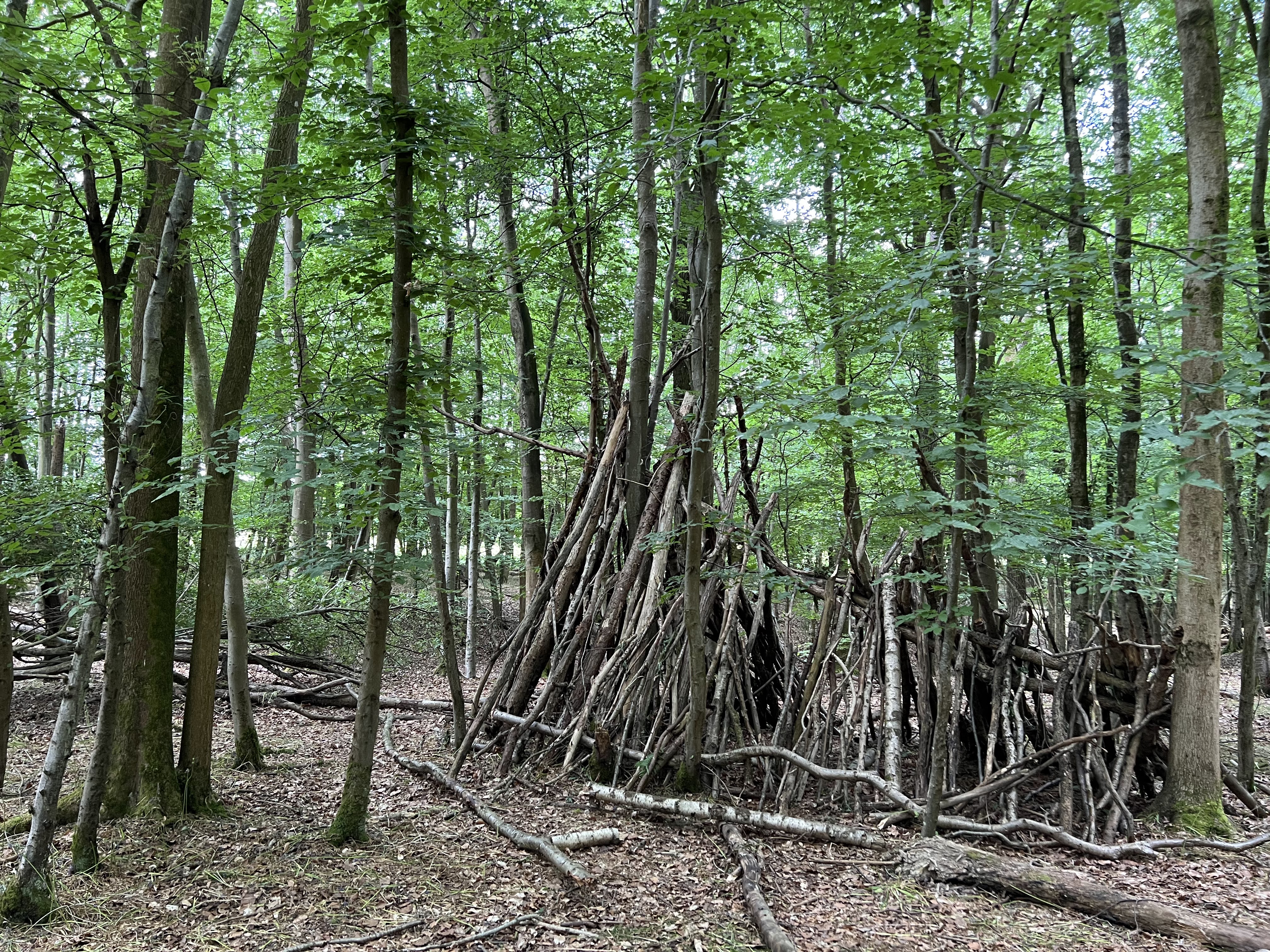 Woodland at Deer Park Campsite, Sussex