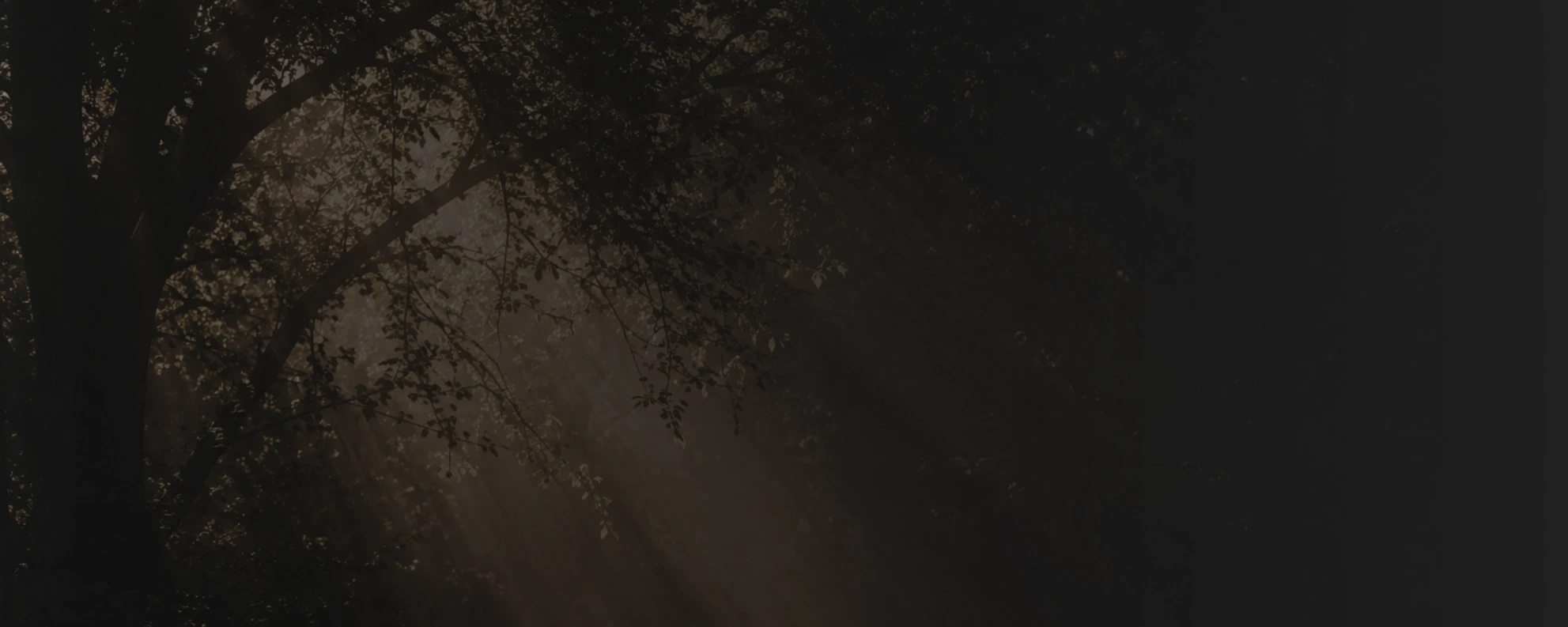 Shadowy forest trees