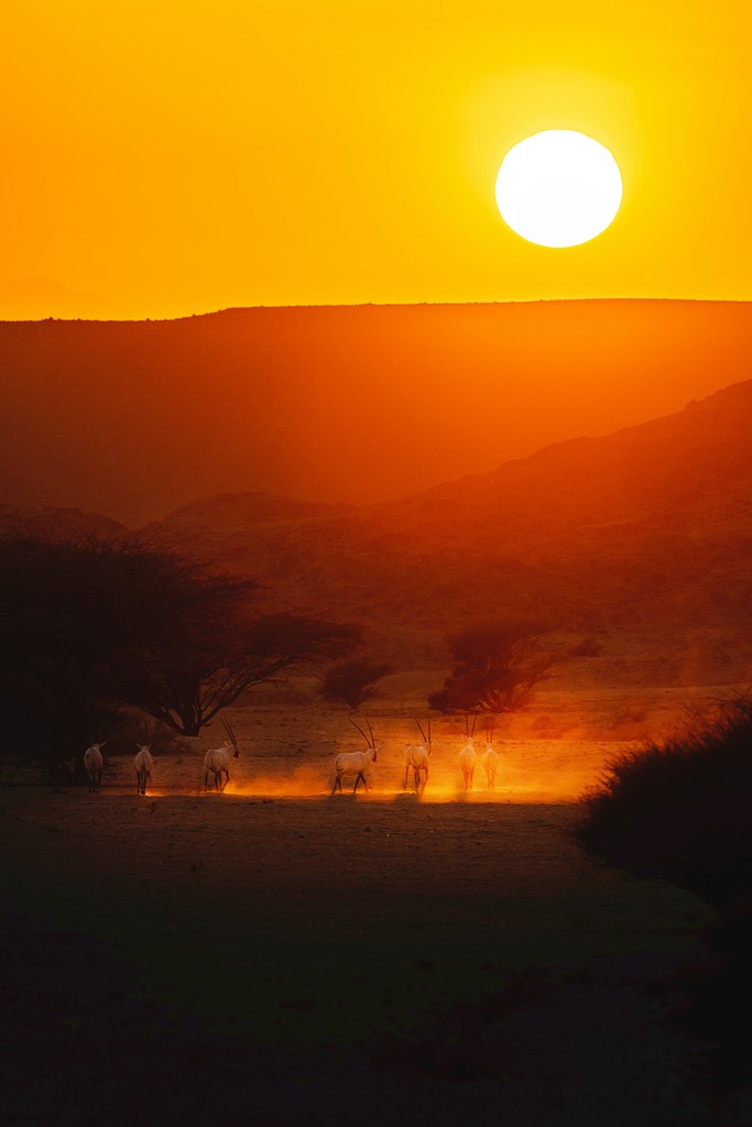 A sunset in a field with trees