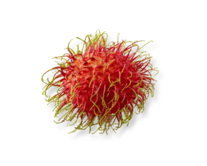 เงาะโรงเรียนอบแห้ง Dried Rambutan สำหรับส่งออก