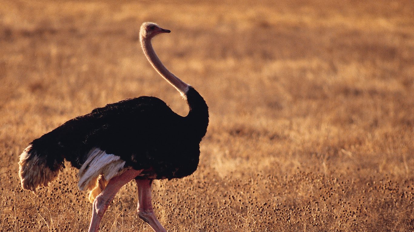 Fastest Legs in Africa