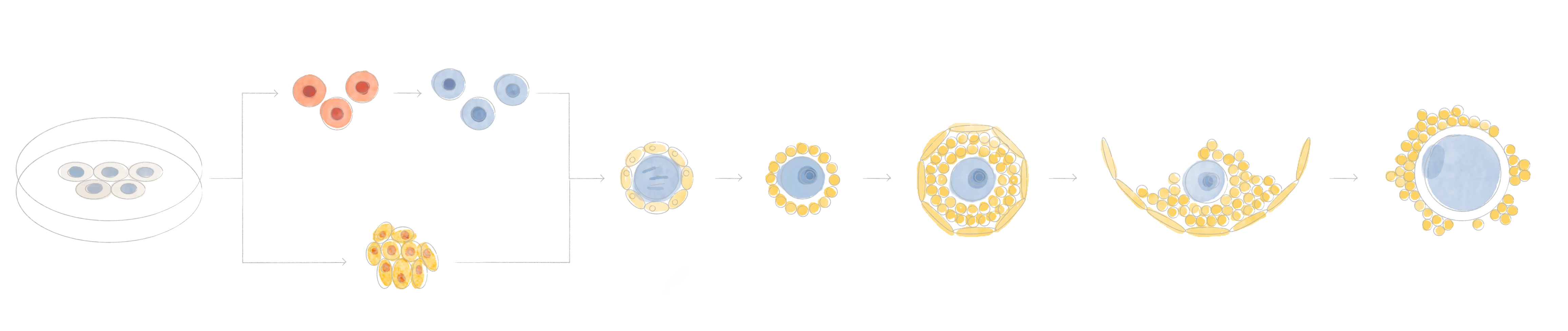 Diagram-style watercolor showing stem cells progressing into mature eggs