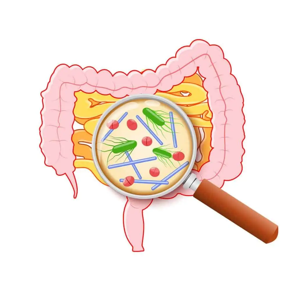 Nutrición y microbiota en Terrassa, Heaven Clinics