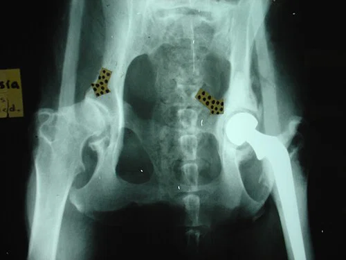 CT scan used in veterinary orthopedic surgery to plan a Total Hip Replacement.