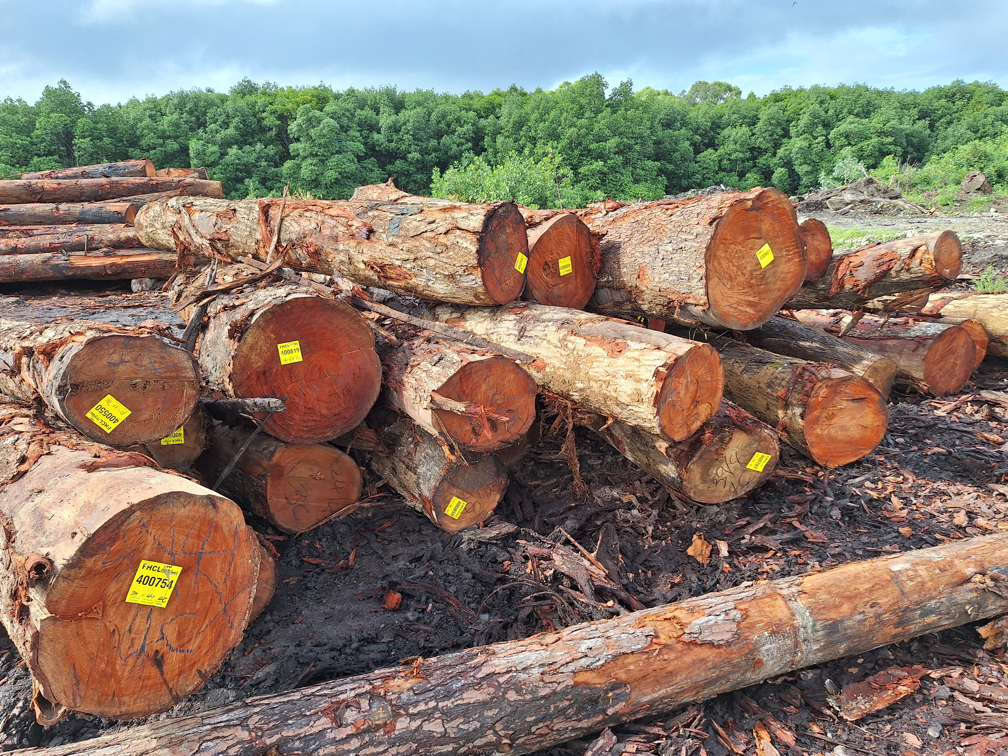Fijian Mahogany
