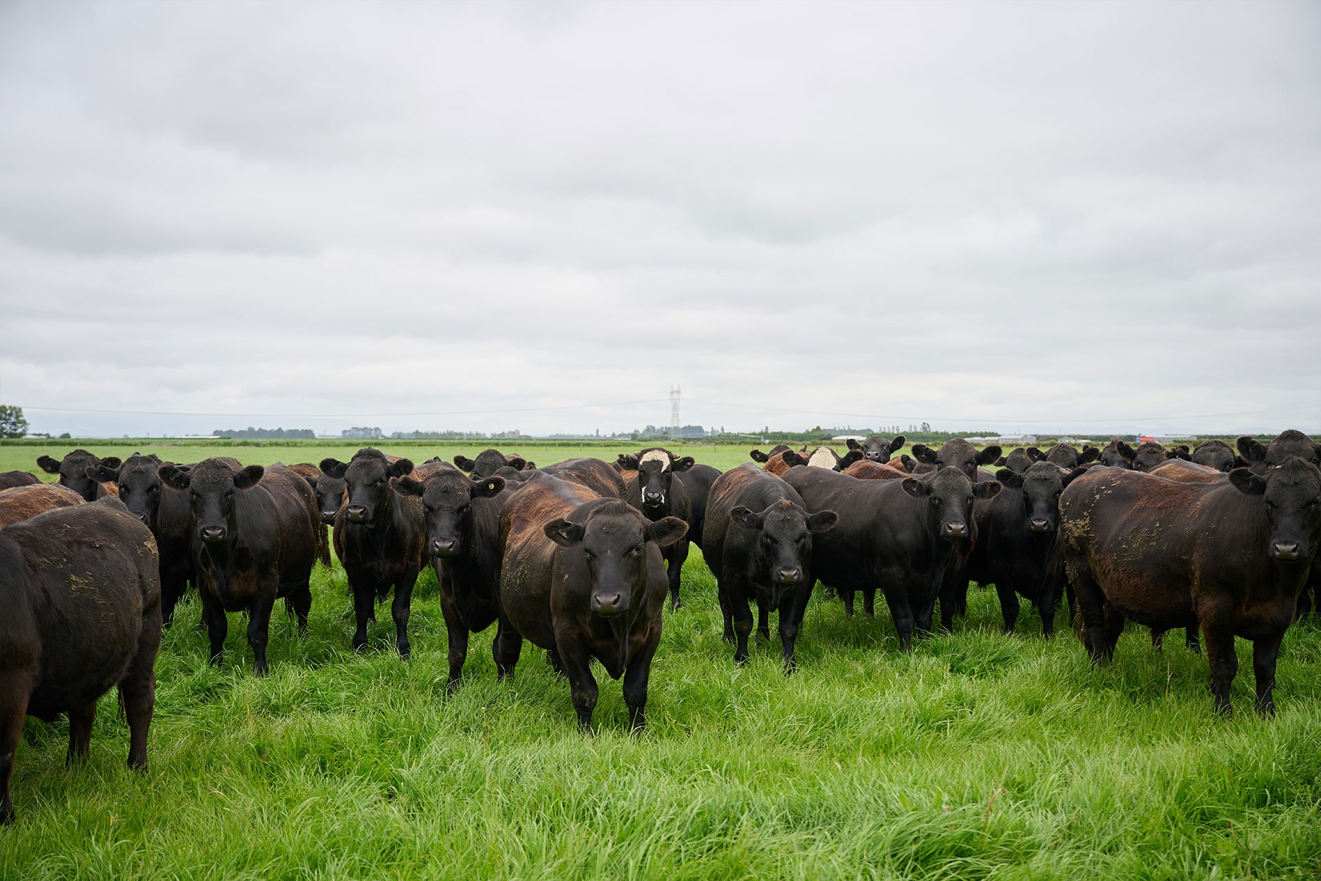 Alpine Pastures Group