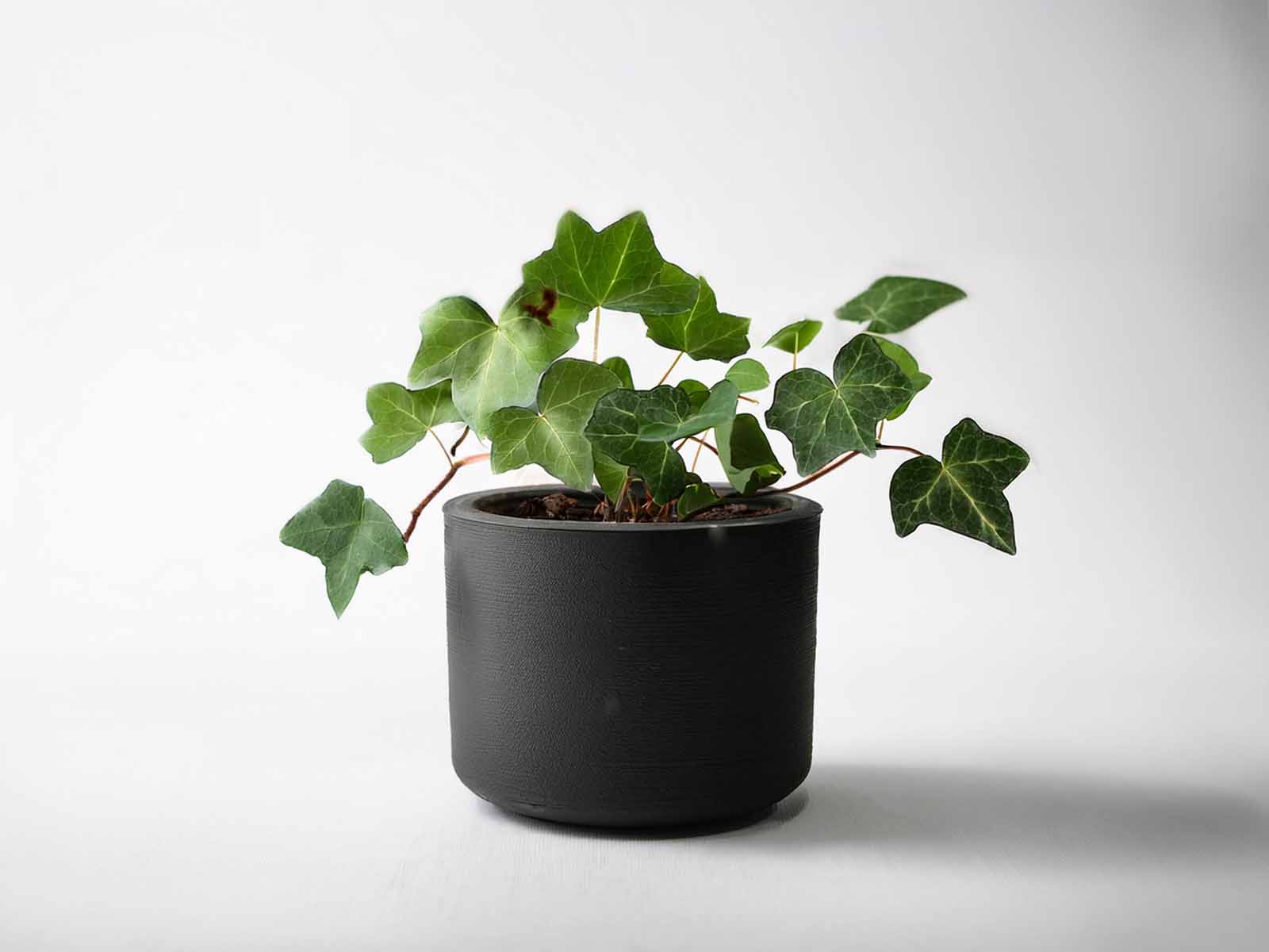 Algerian Ivy for St. Louis office decor