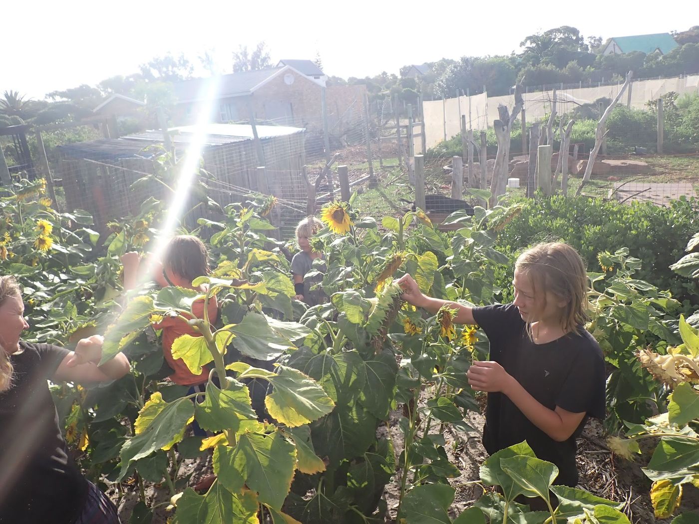 Kids growing food at Heart & Soil