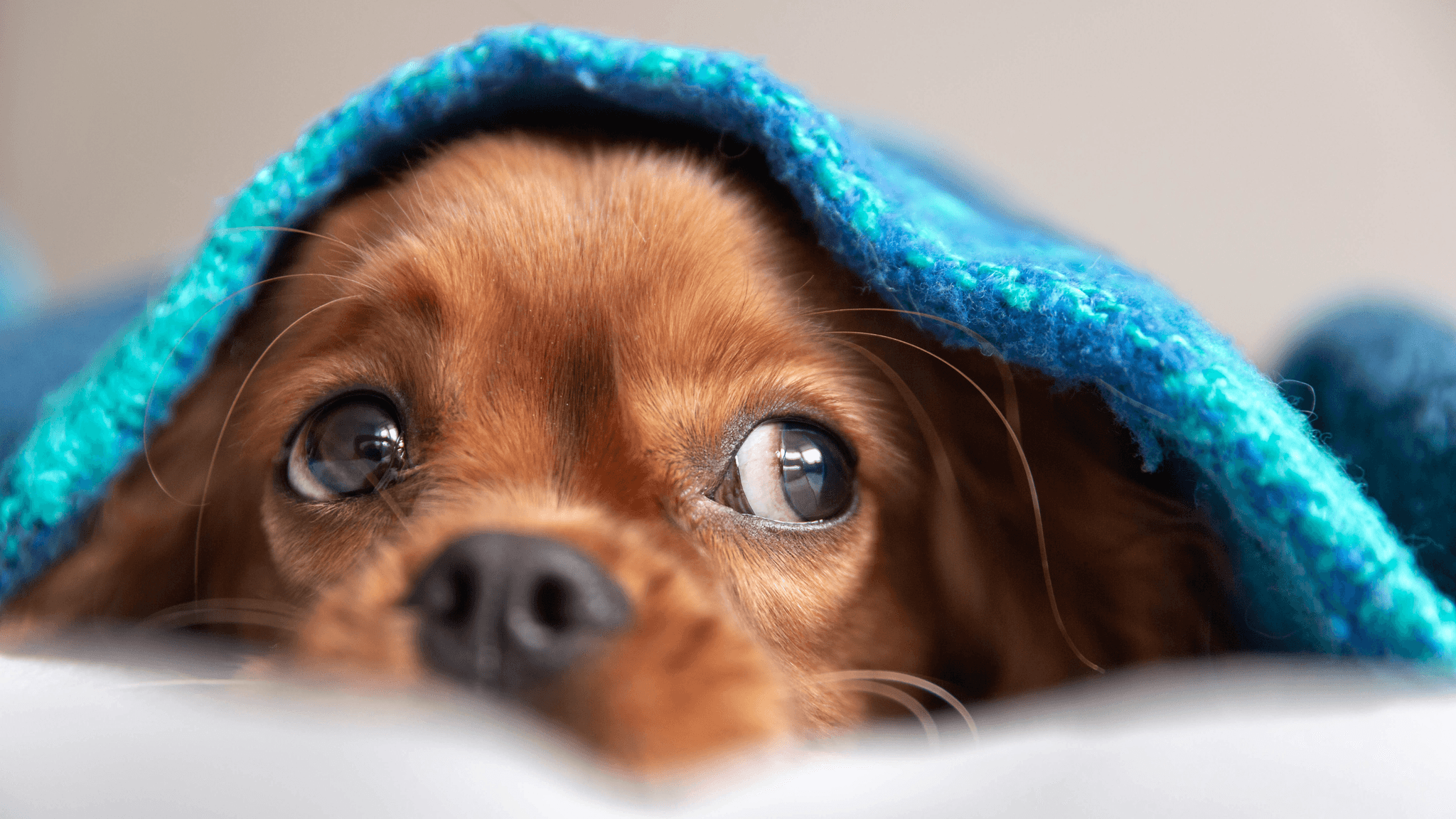 Christmas Dogs on Fluffy Blanket