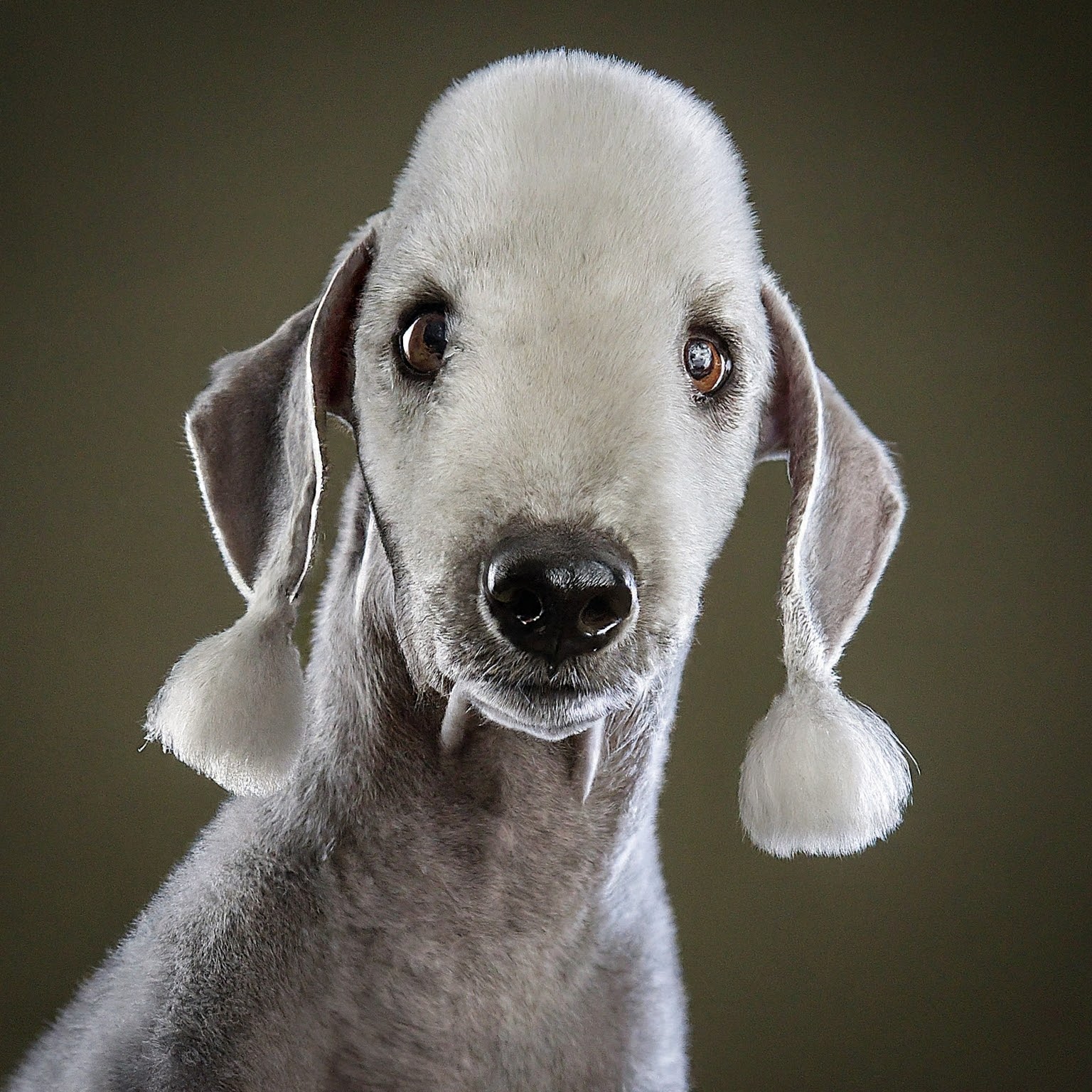 BUDDYUNO, Bedlington Terrier