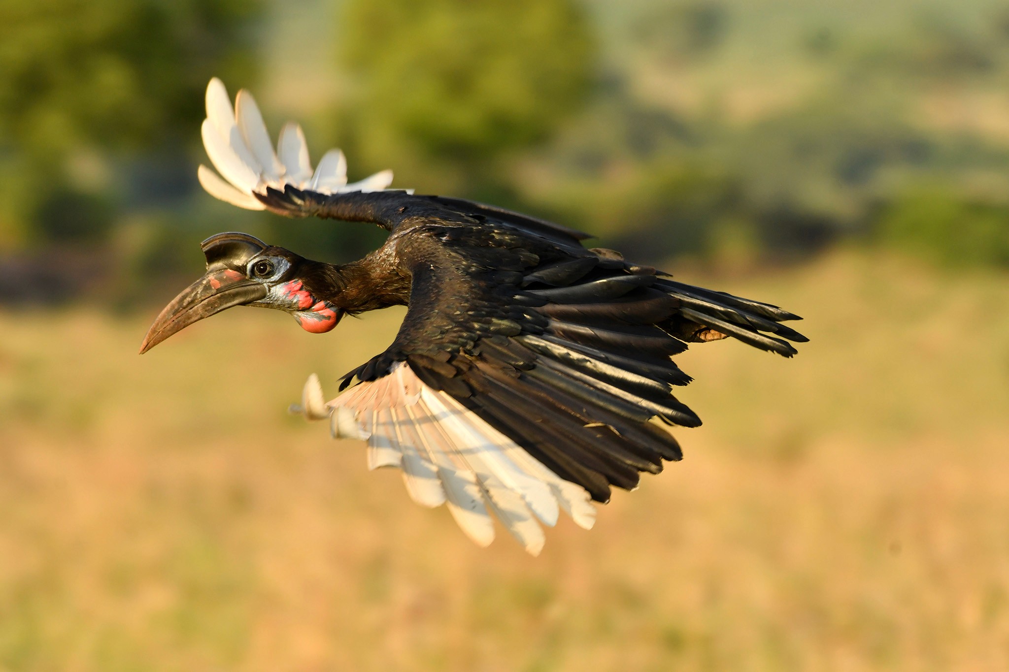 Off to hunt - an abyssinian ground hornbill heads back to the plains after taking a sip of water at the Kazinga Channel