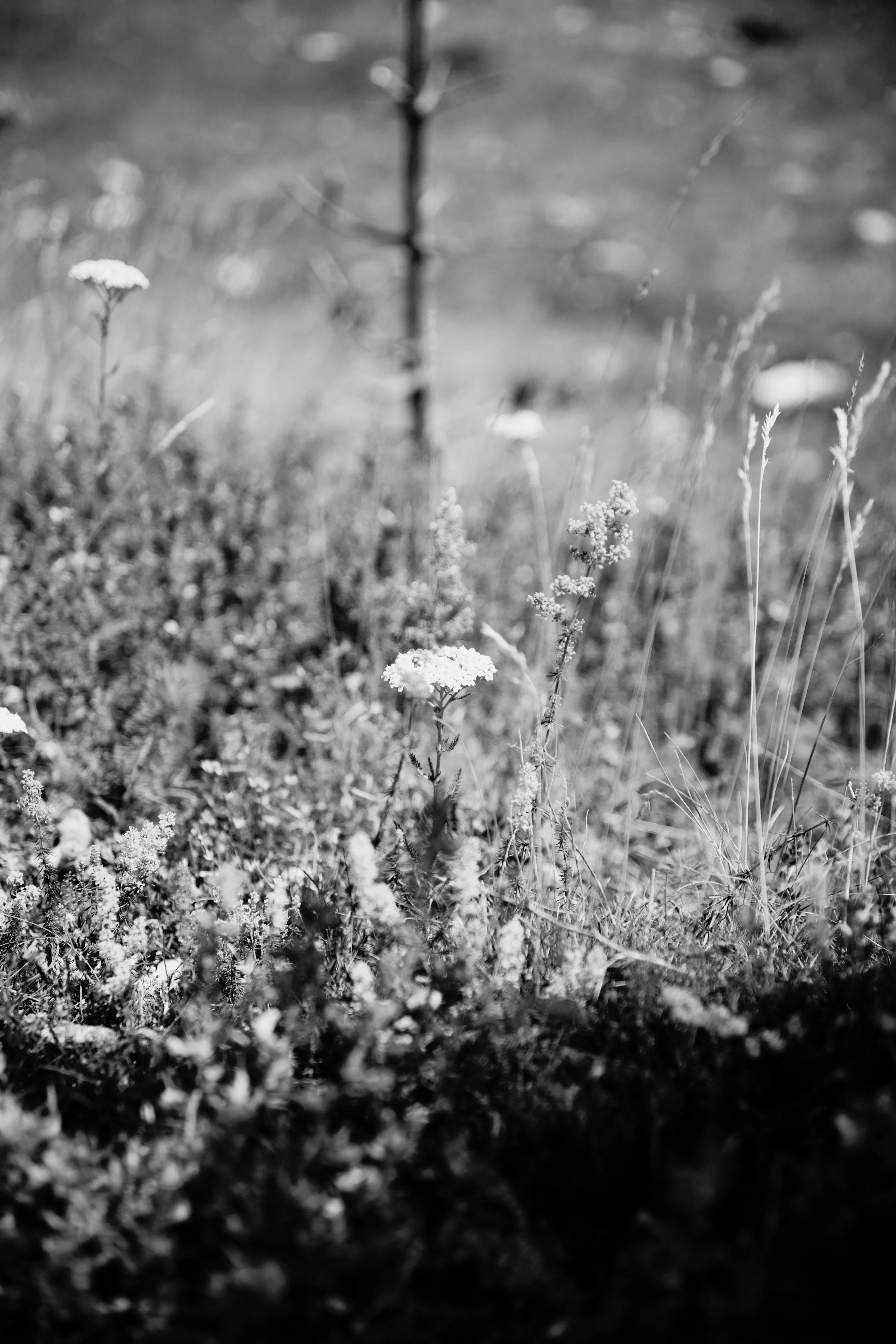 Street Art on a big wall