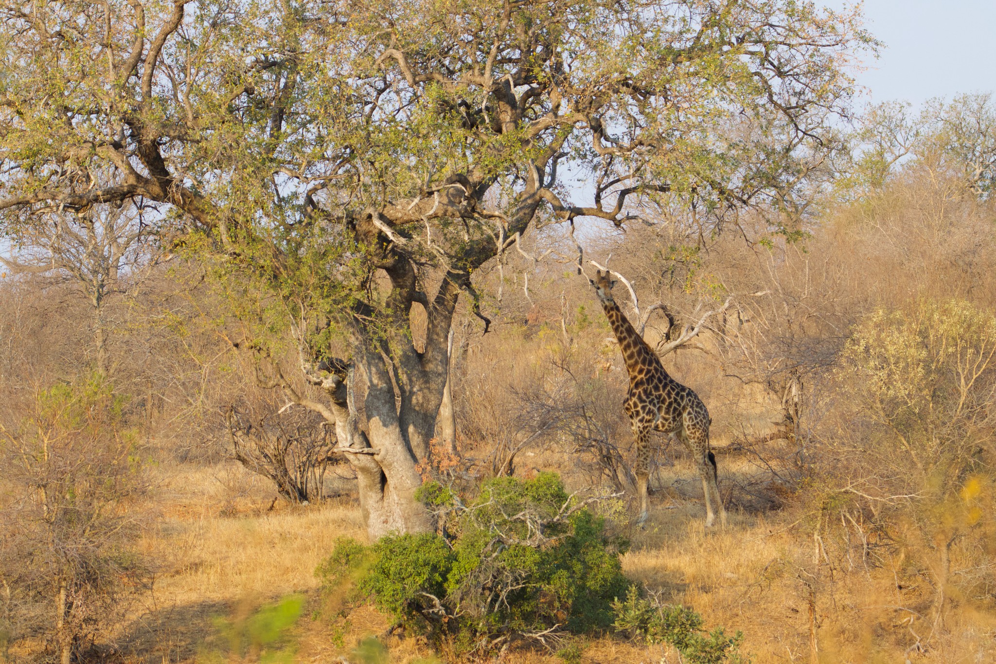 Giraffe en dessous d'un arbre