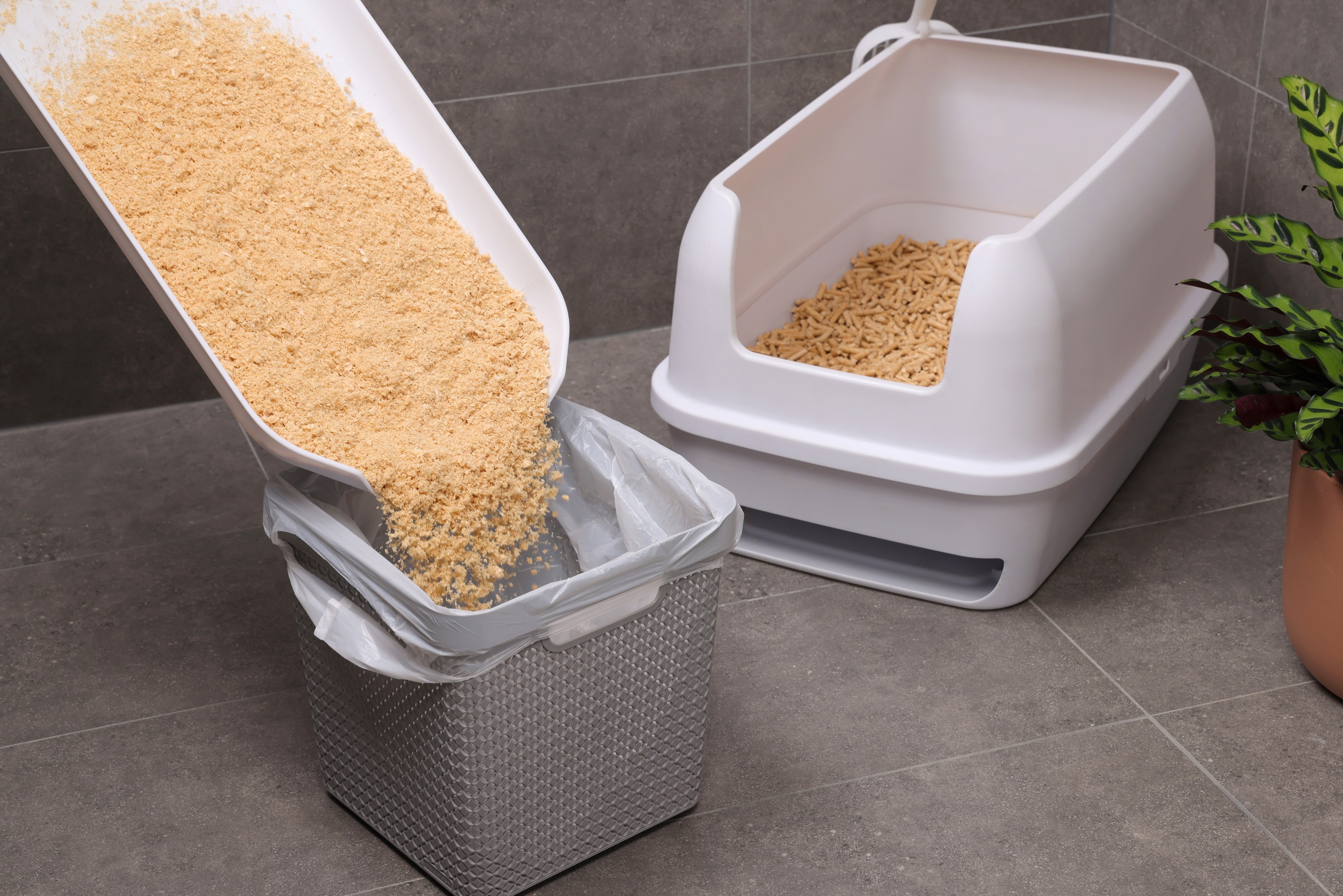 A person cleans a white, Treasured Pals Premium Sifting Litter System with a scoop, removing waste to reveal fresh litter pellets, on a gray tiled floor next to a potted plant.