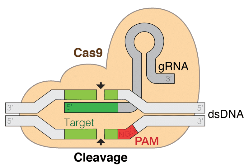Cas9