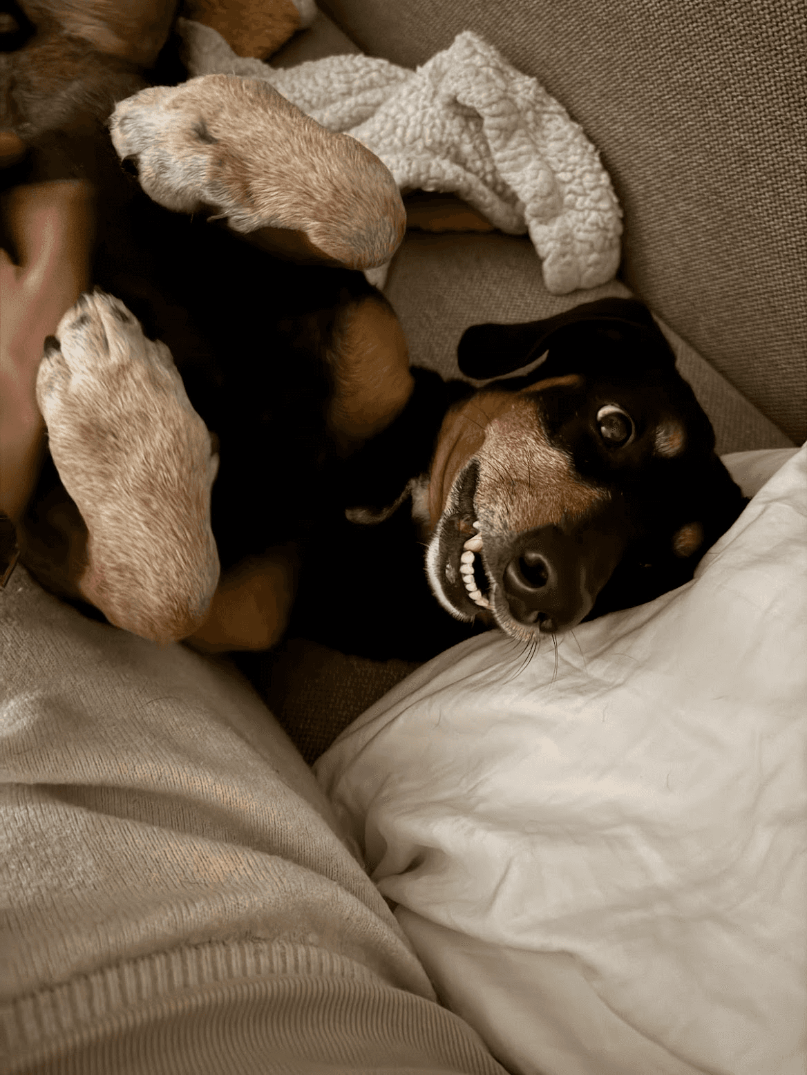 A playful dog lying on a couch, with its belly up and legs in the air, appearing relaxed and content.