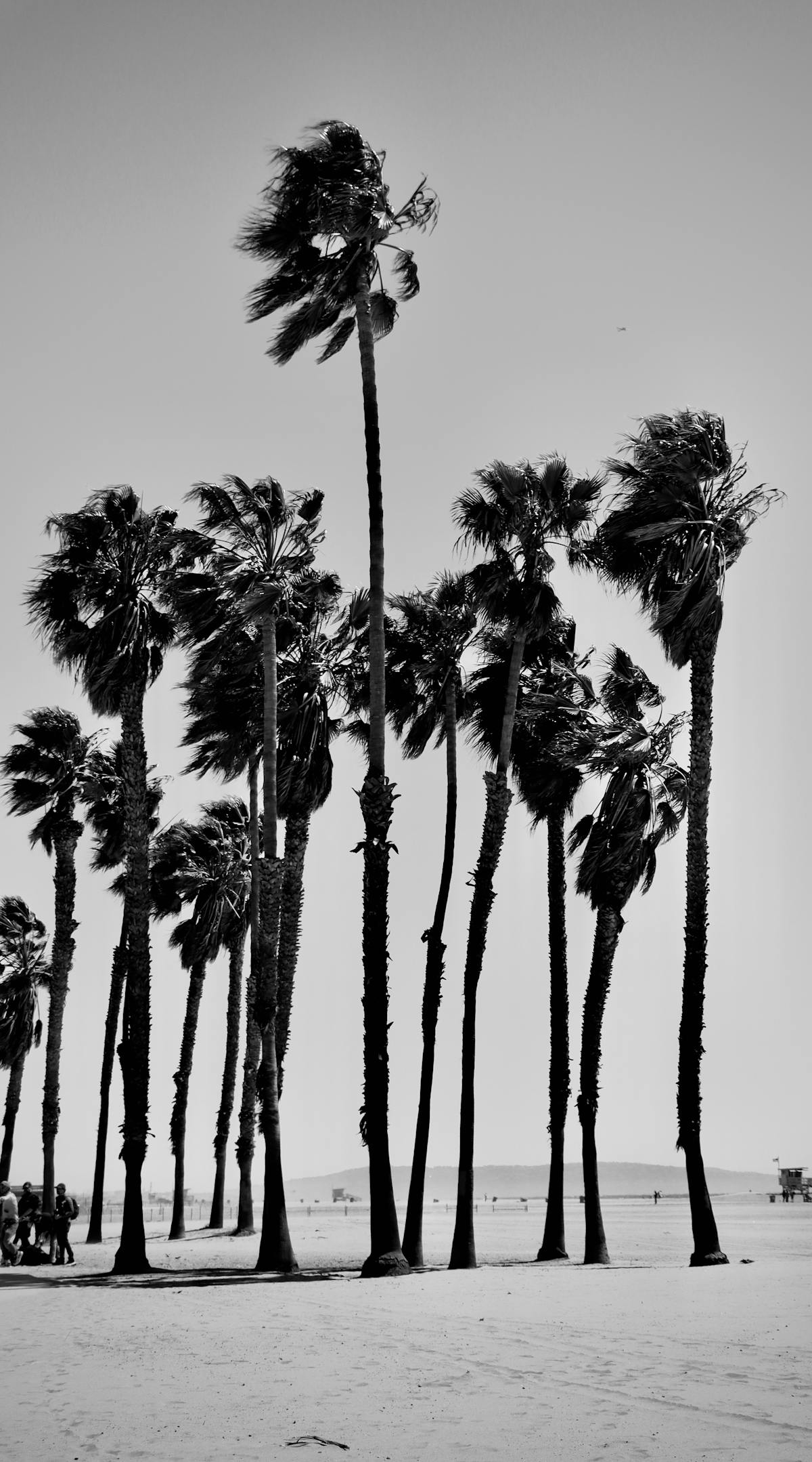 Black and white palm trees at Santa Monica beach
