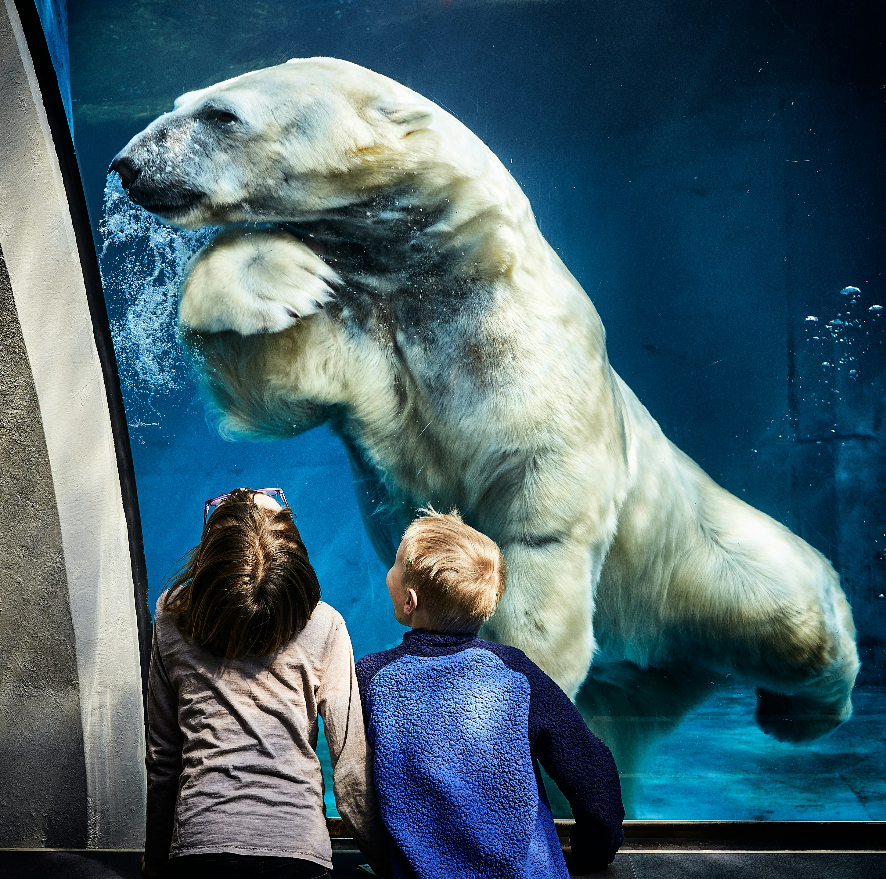 two boys watching on brown white polar bear