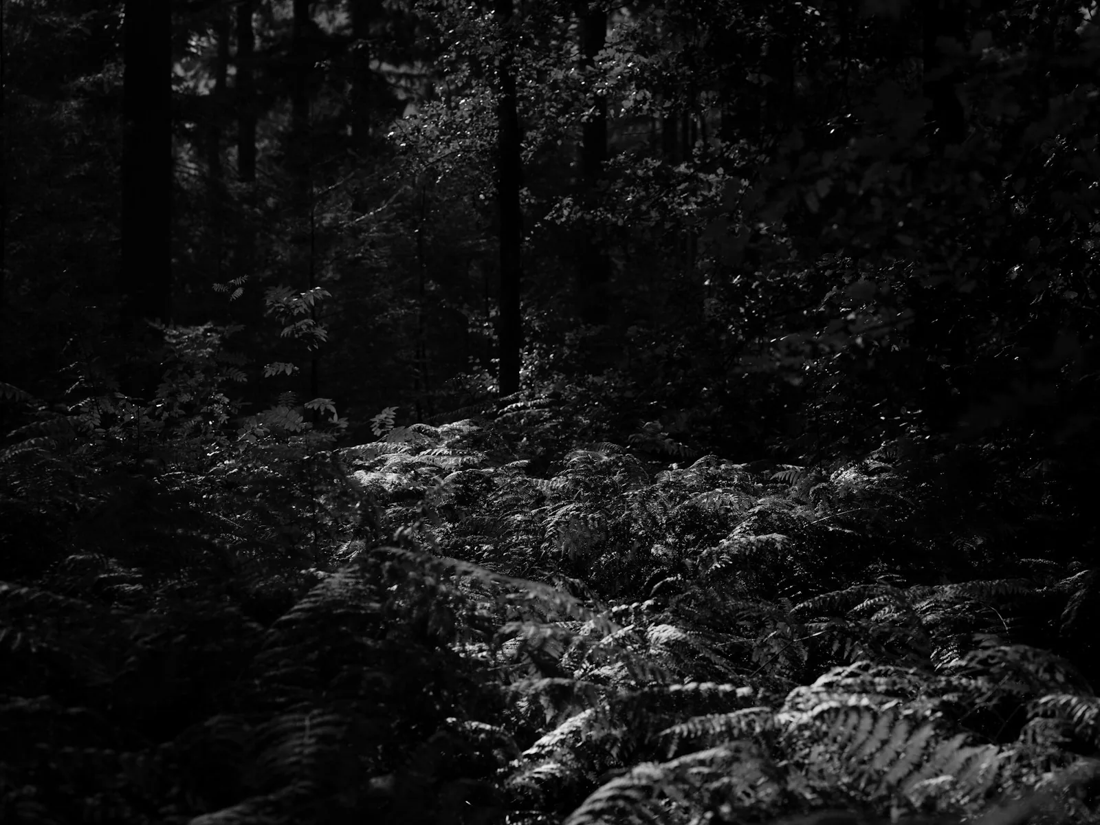 Ferns filling the forest floor in deep shade