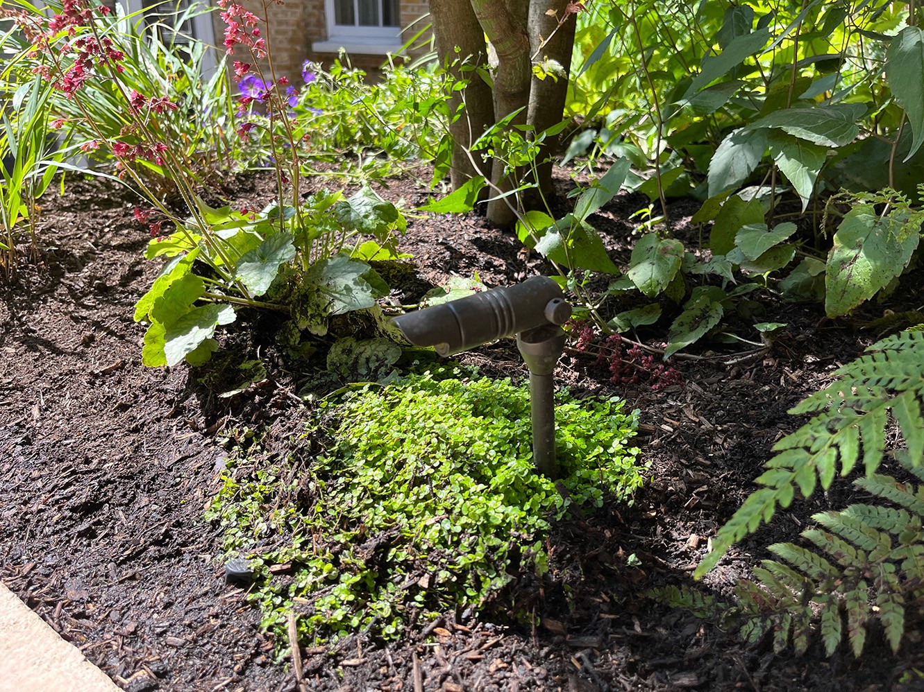 A lush garden bed with various plants and greenery surrounding a small tree.