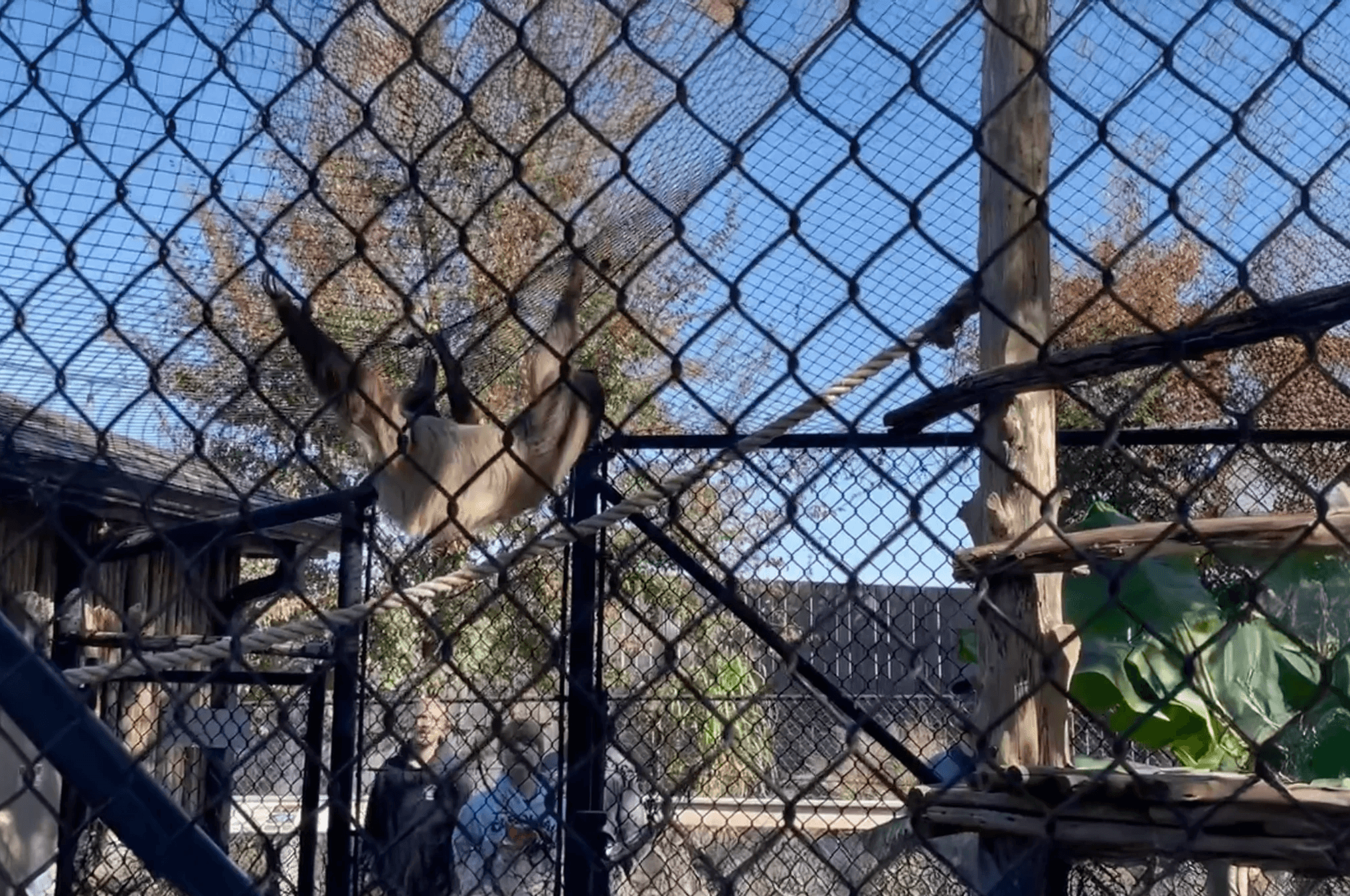 Sloth climbing a net